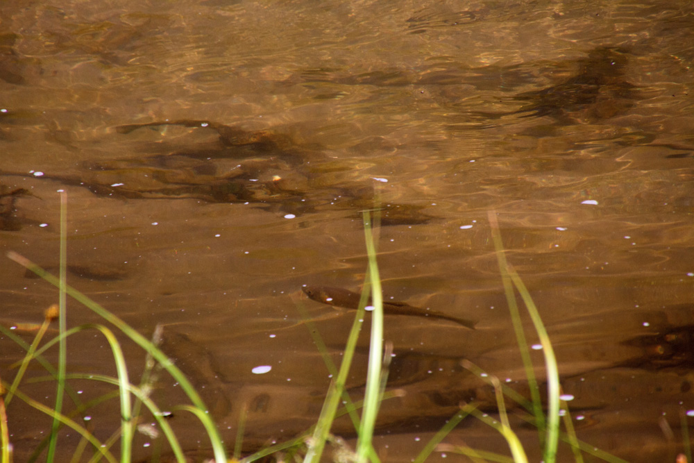 Can you spot the trout? 