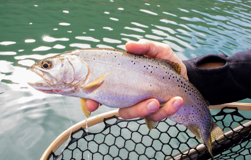 Violet to grey flanks decorate Utah's own Bonneville cutthroat