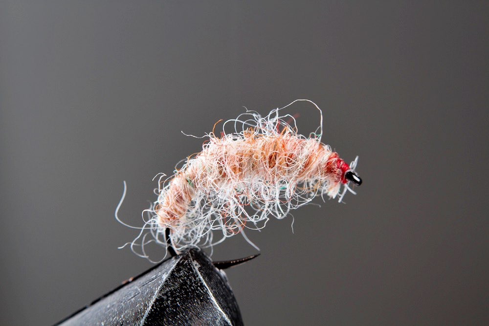 Utah Killer Bug