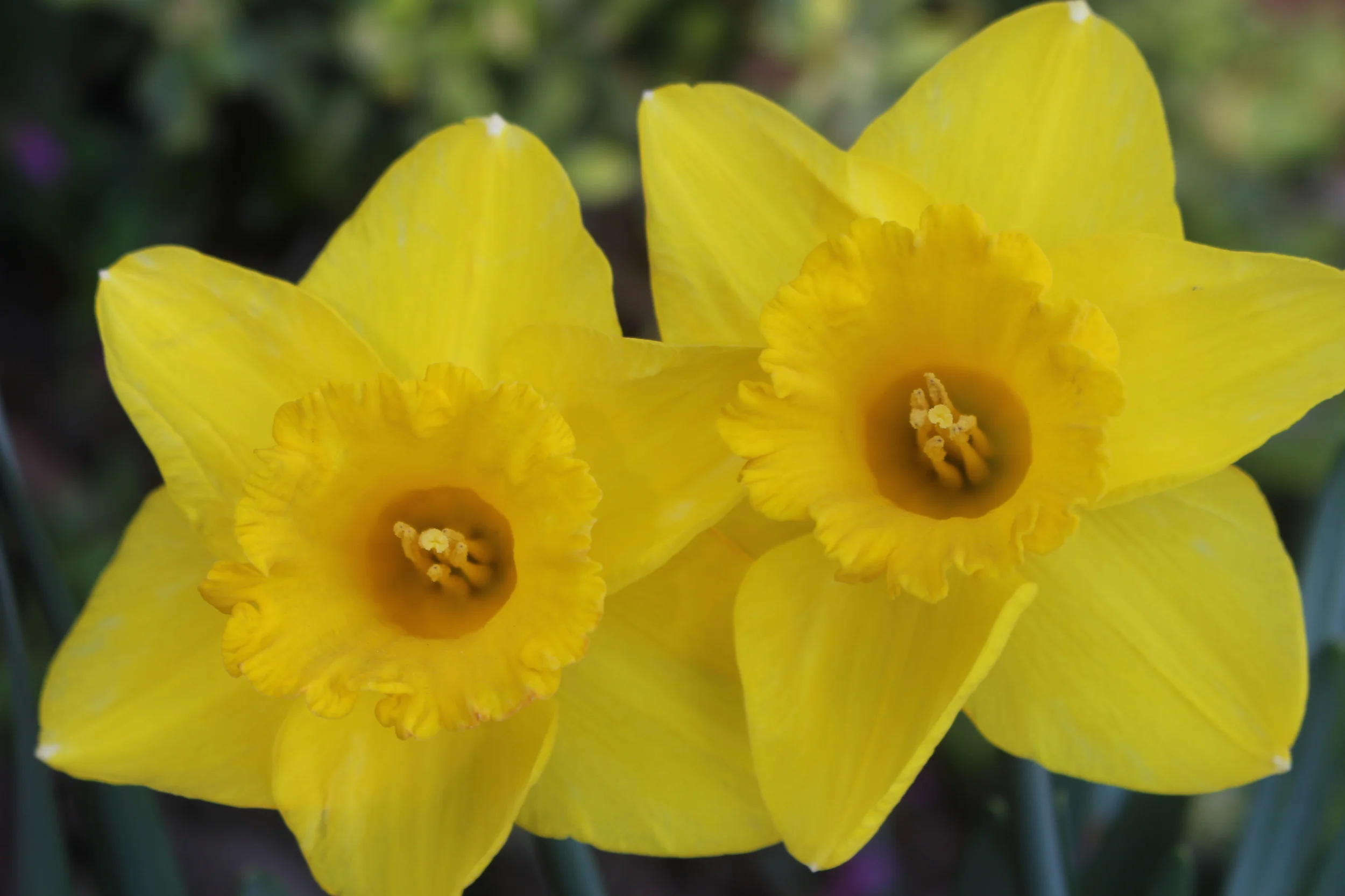 Daffodils Christchurch photo by Sunstone