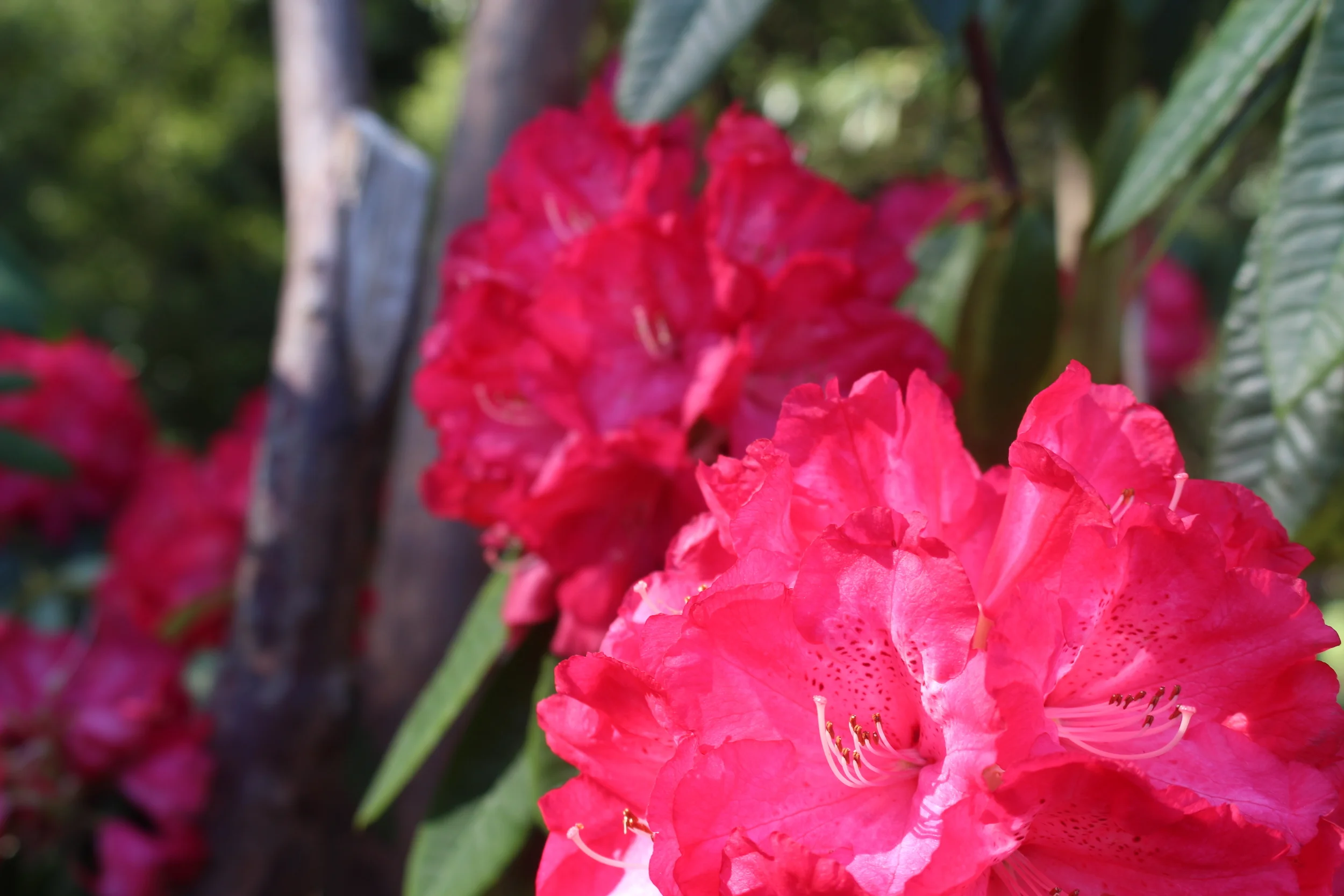 Rhododendrons Ilam Homestead photo by Sunstone