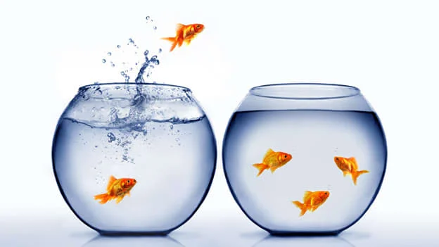 Goldfish.jpg