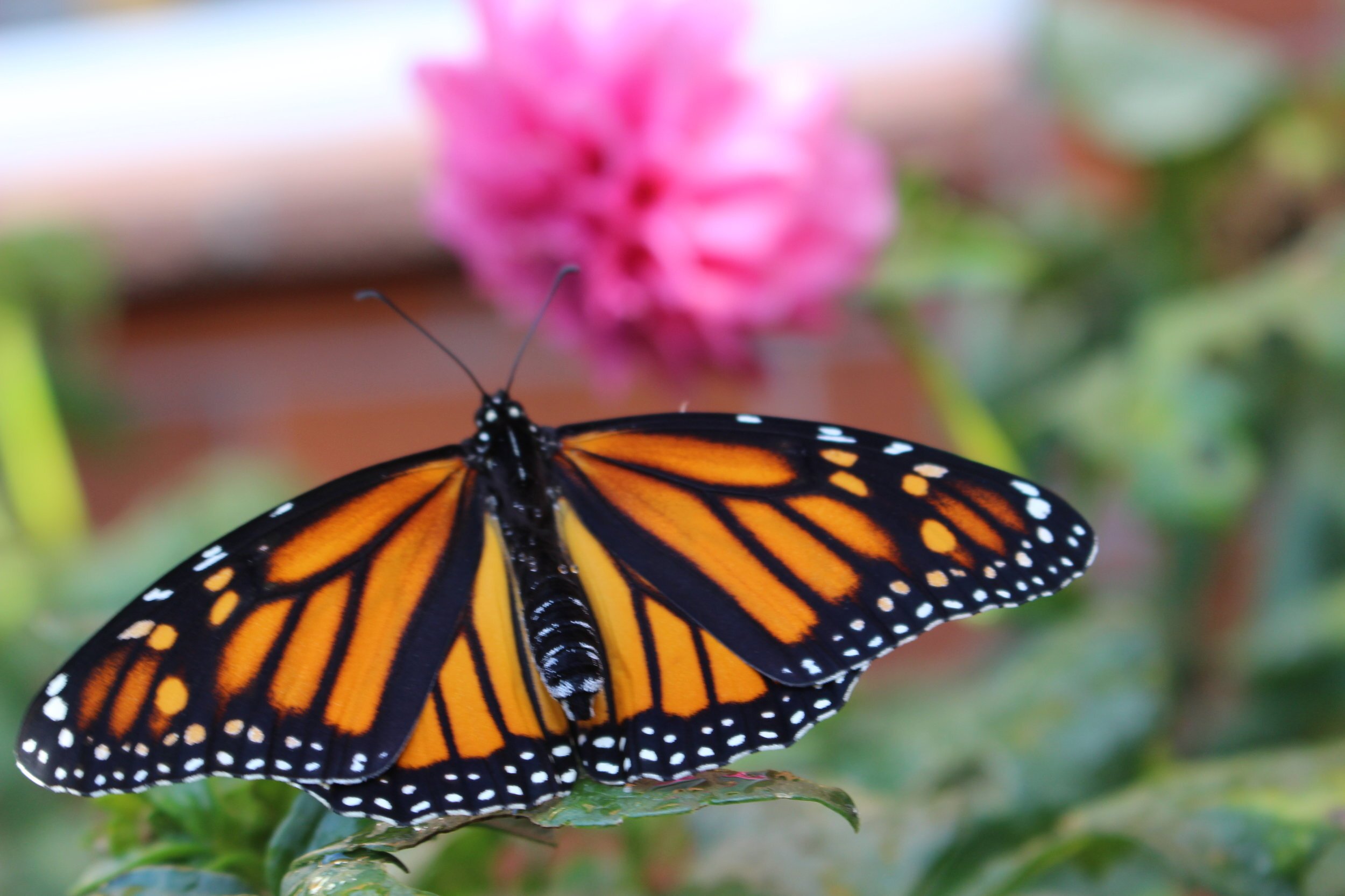 Sunstone Monarch.jpeg