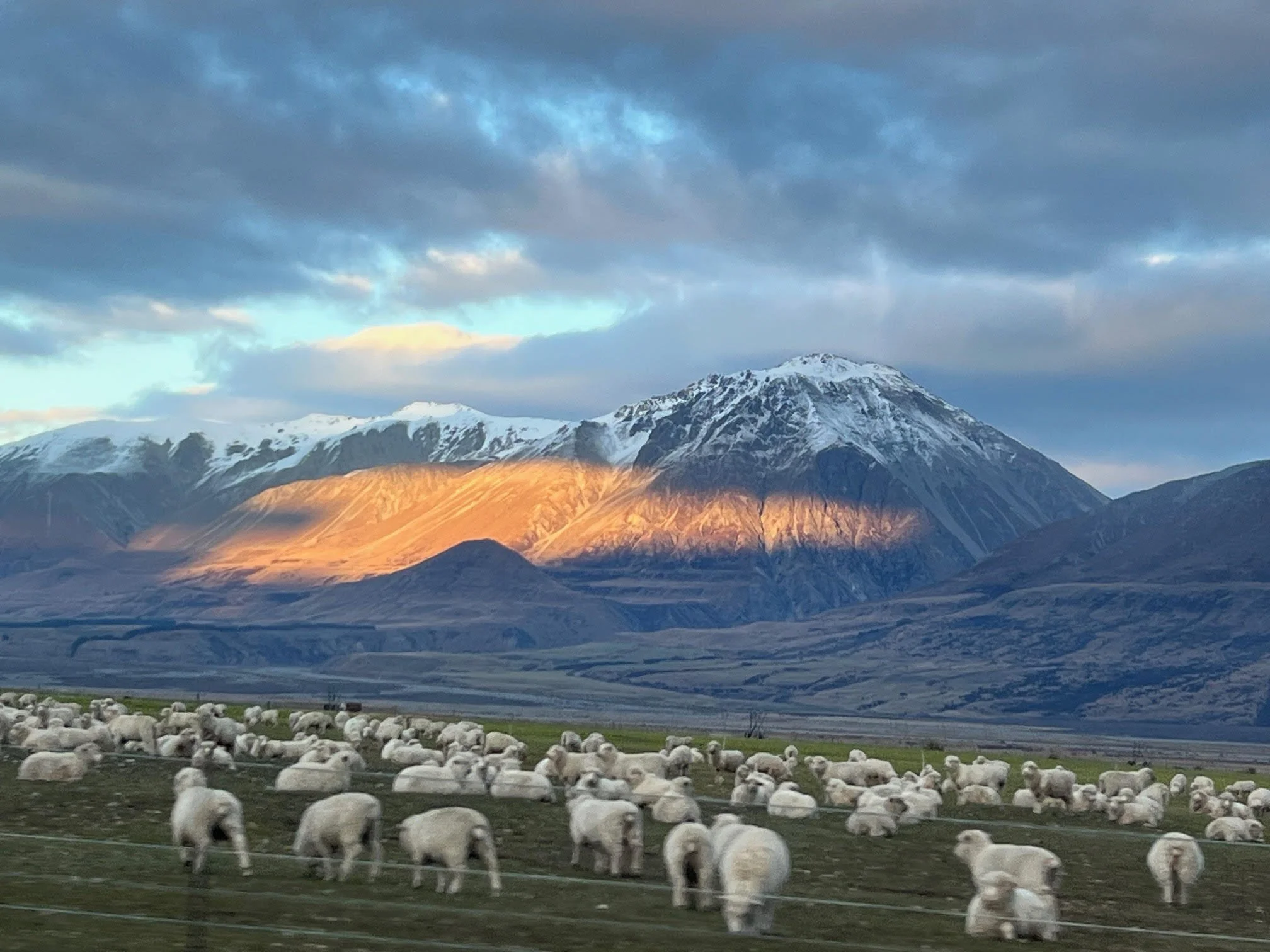 Clearweater sheep .jpg