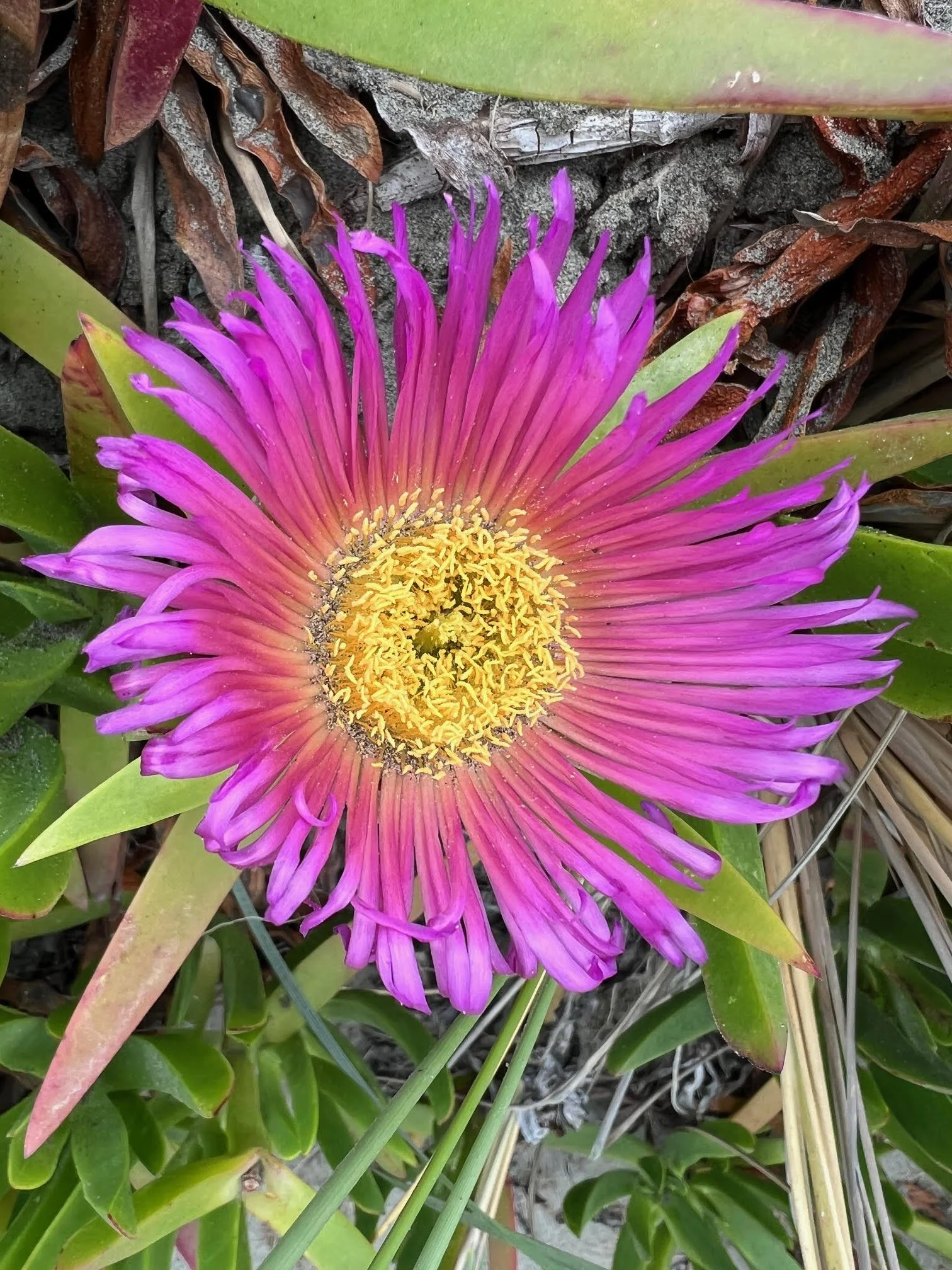 Beach flower Okains.jpg