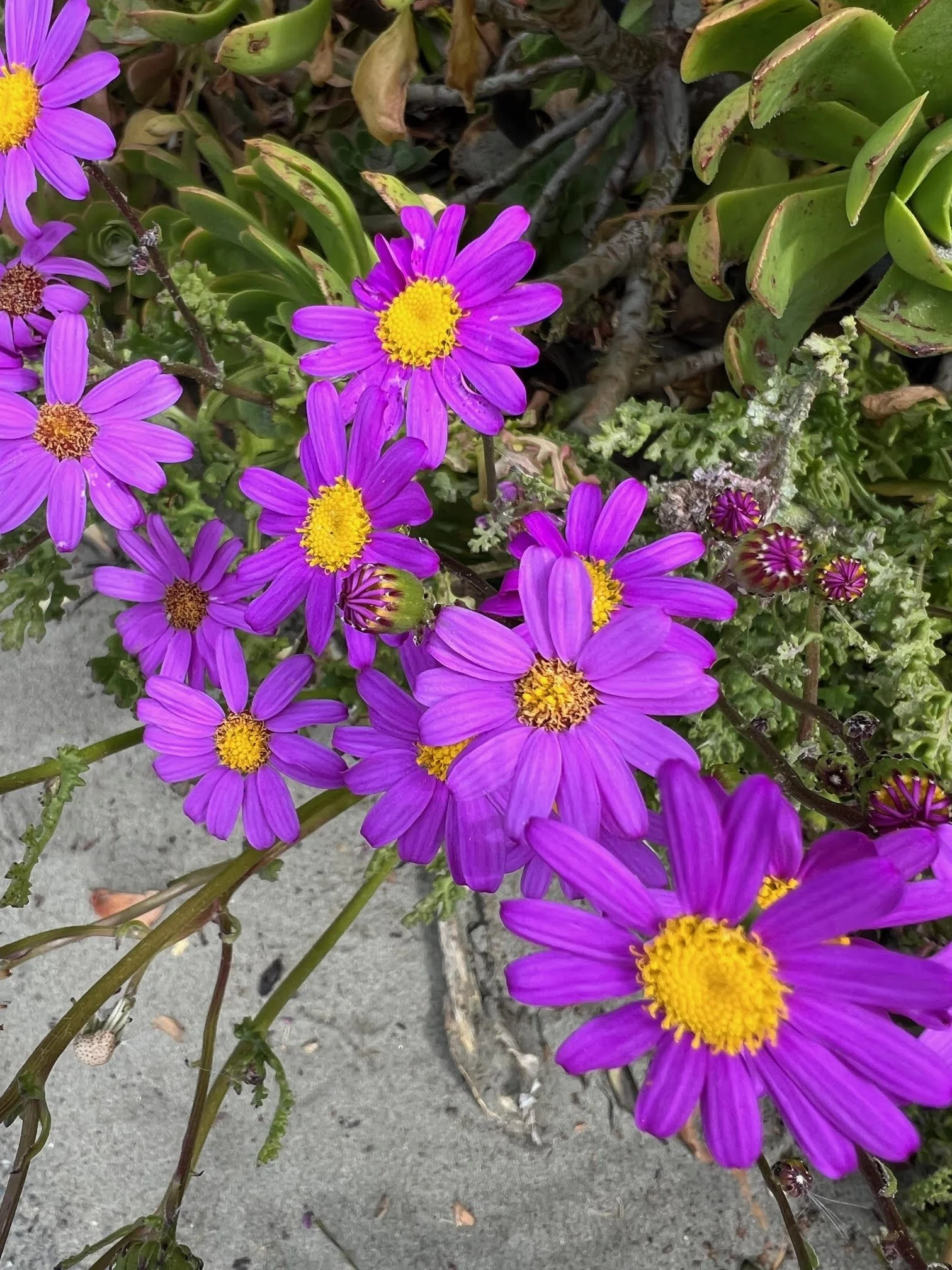 Purple beach flowers.jpg