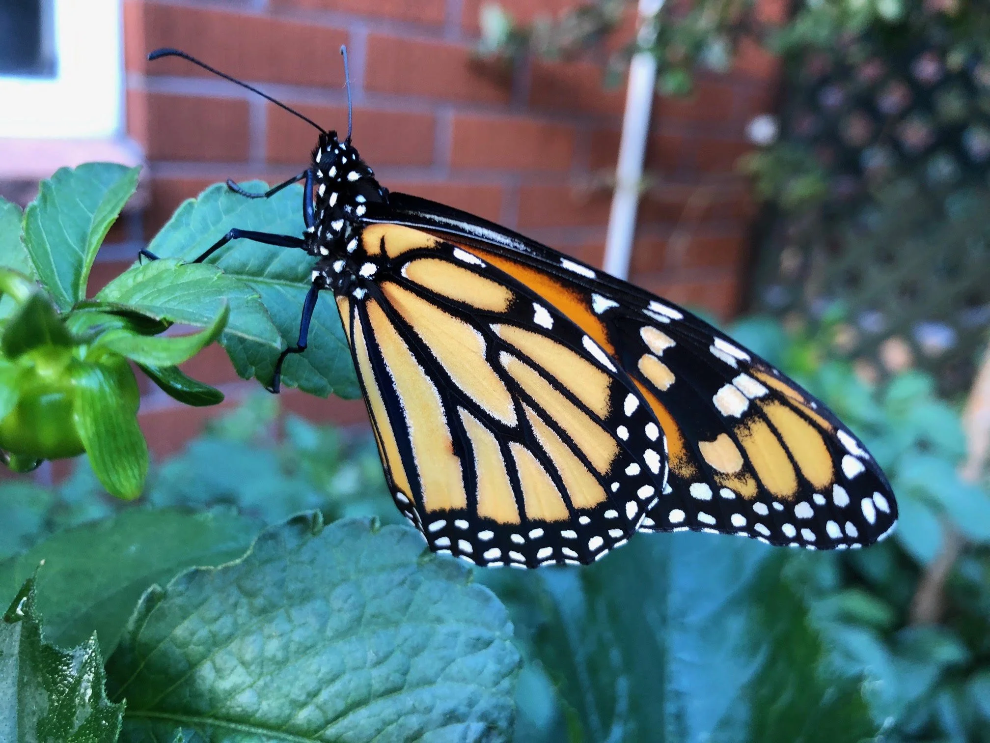Butterfly4.jpg