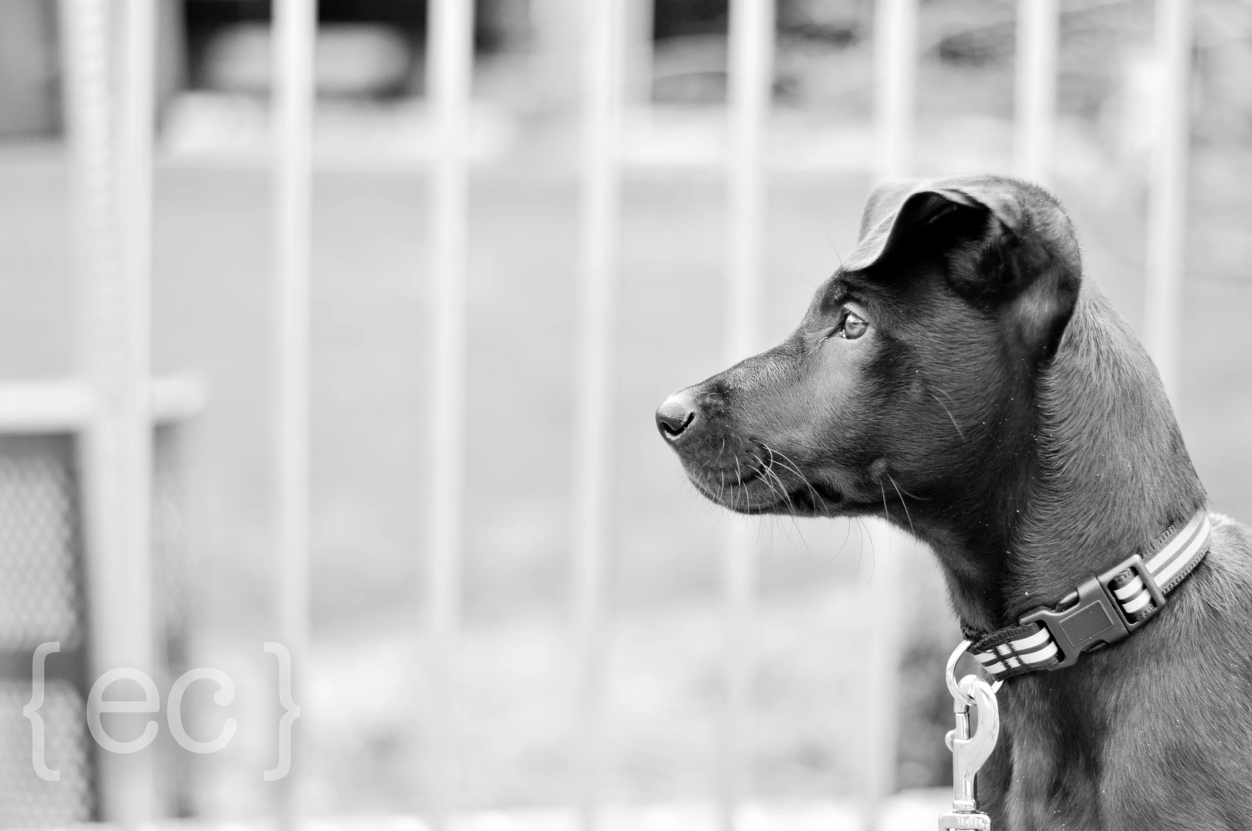 Can't believe tomorrow, Indy will be THREE months OLD, crazy how fast sweet puppies grow up!