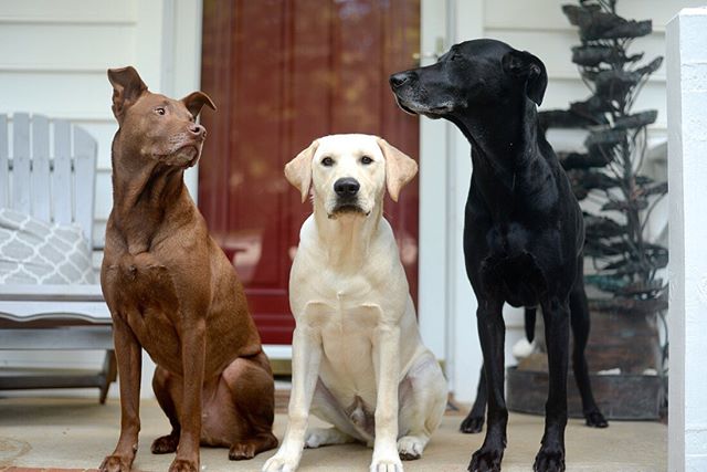 the one in the middle is SIX months old today! Time flies! 🐾🐾🐾 we think we will keep him 😬😉 #thekaypack