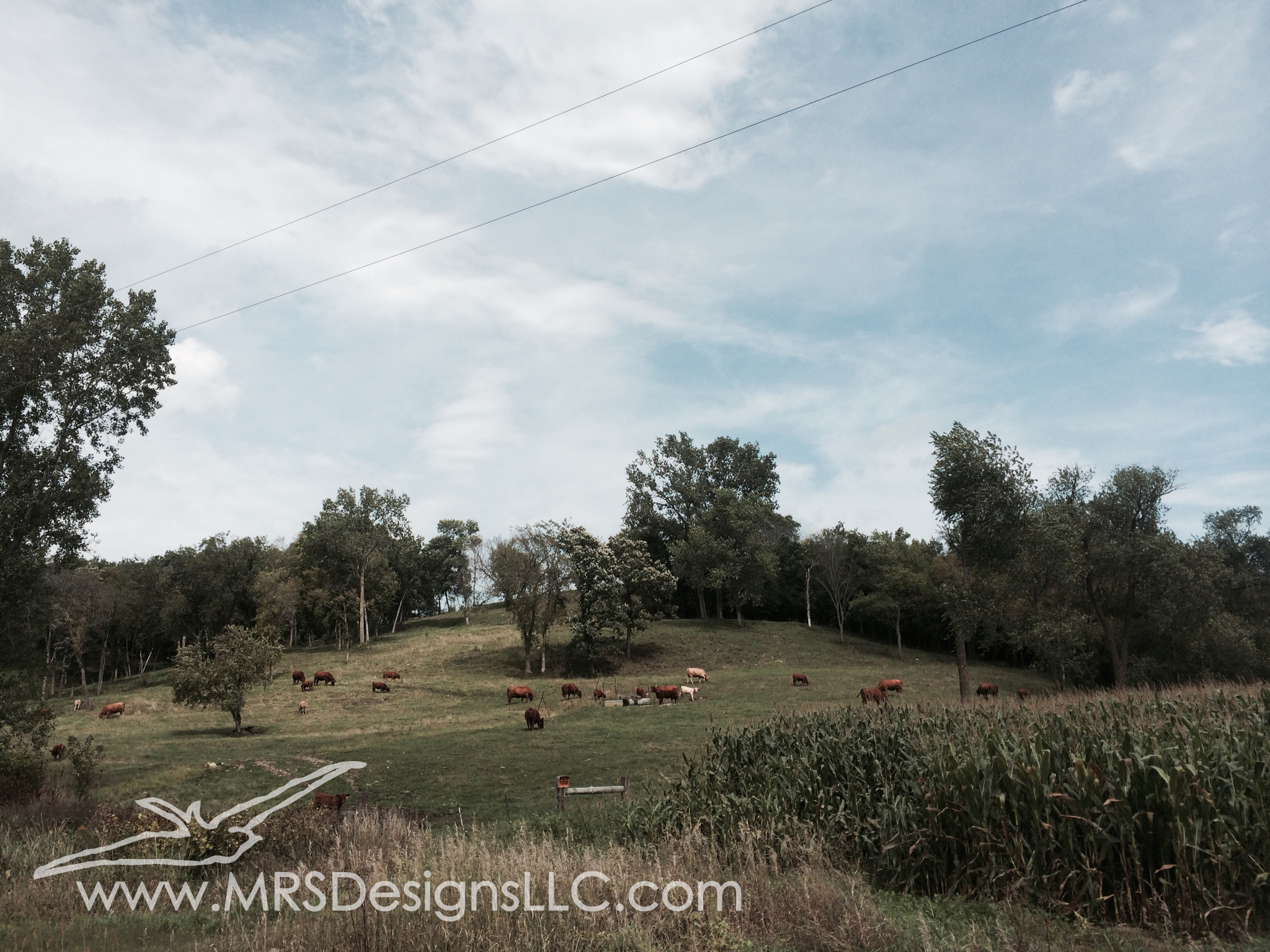 MRS Designs Blog - Cow Pasture