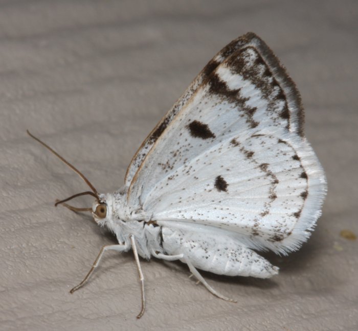 white.moth_.in_.butterfly-like.pose_.jpg