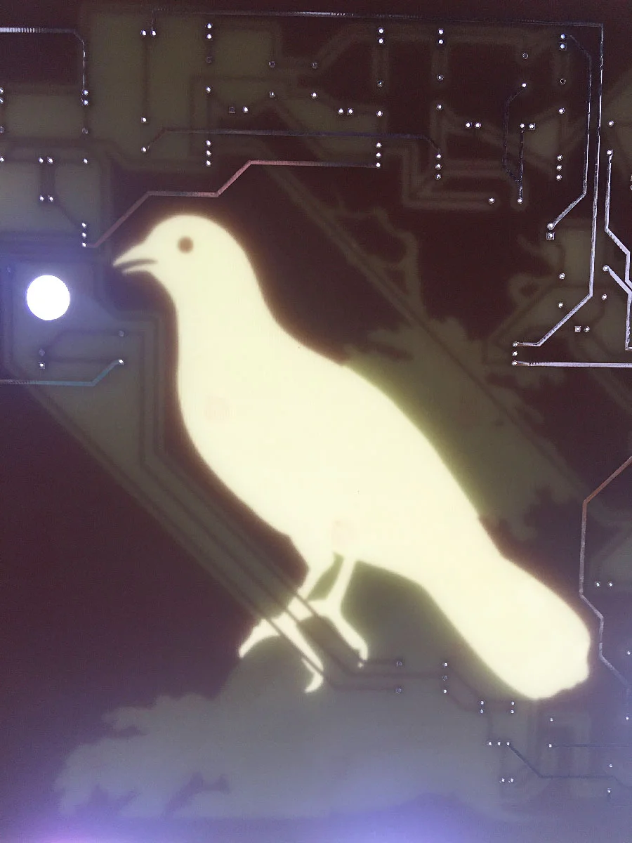 Ghost Bird, 2019