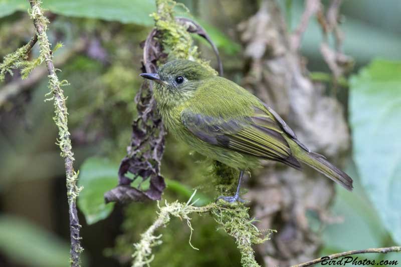 Olive-striped Flycatcher