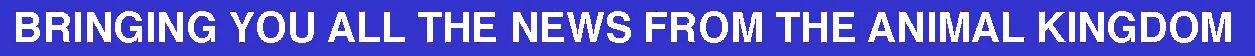 RabbitMasthead_sub_blue.jpg