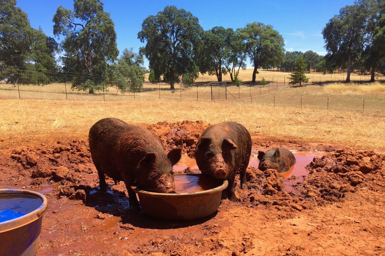 BOF Hogs Summer