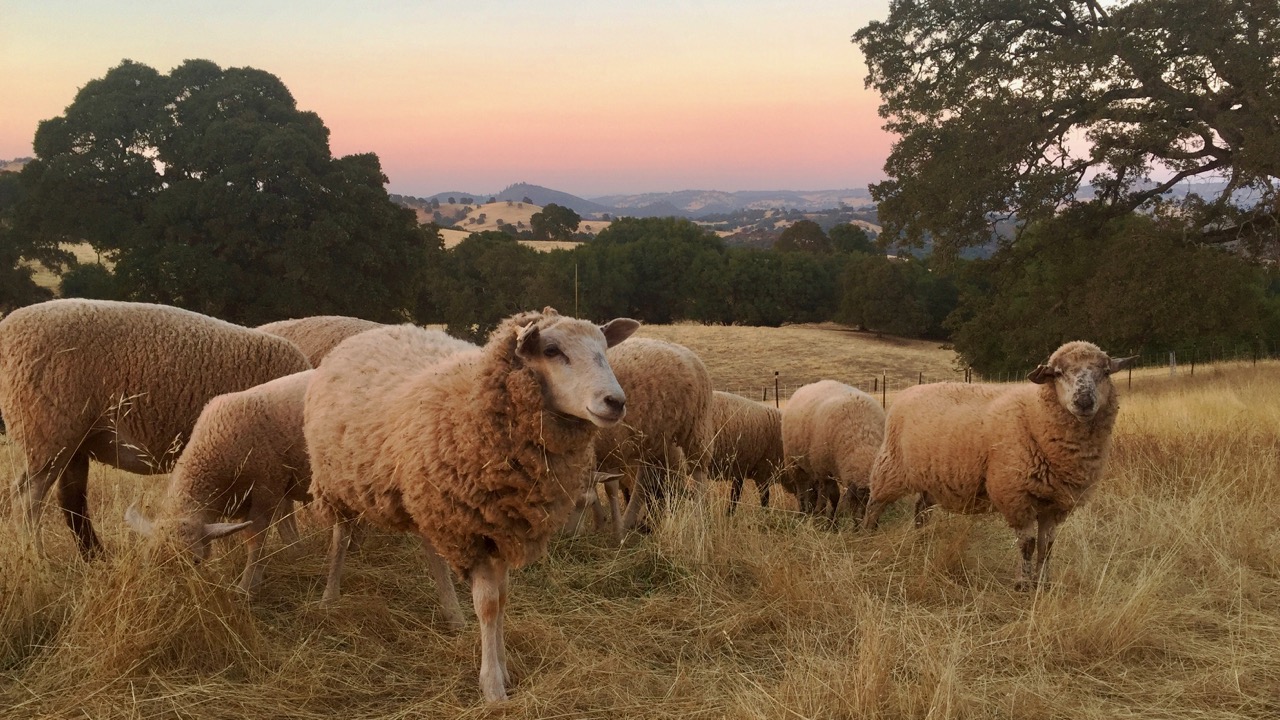 Summer Sheep