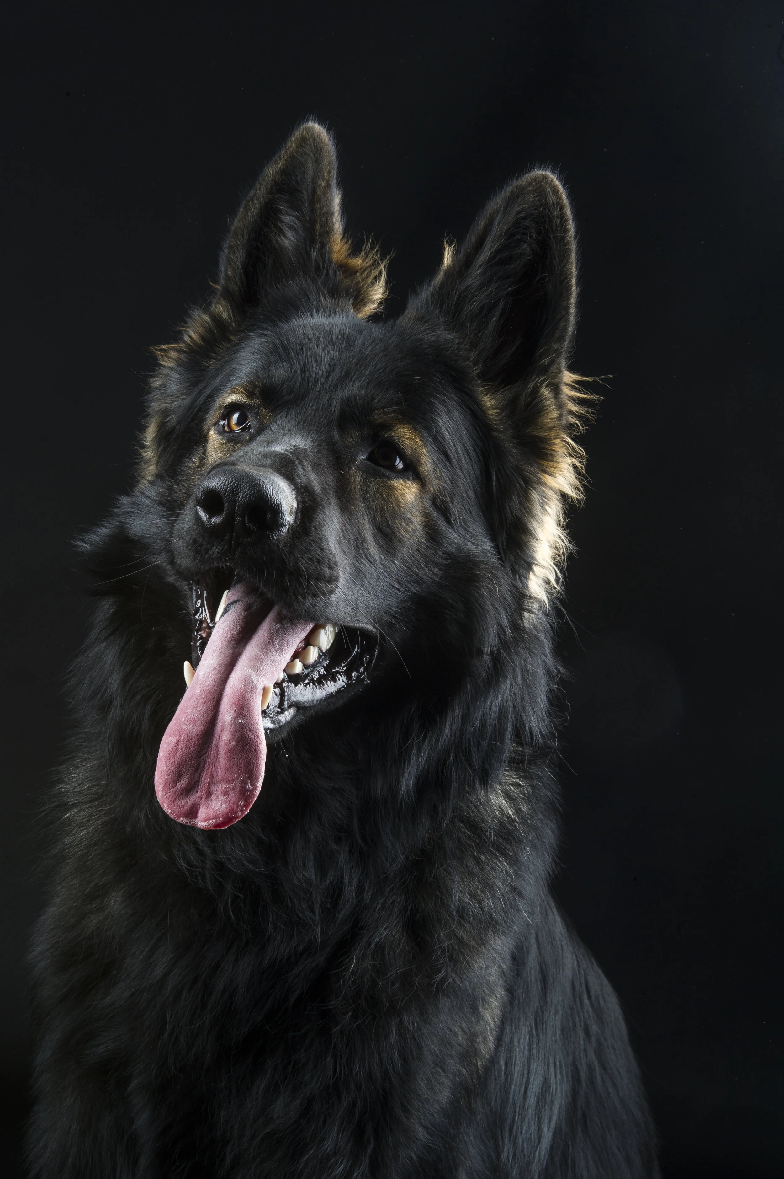 dog-11.jpg