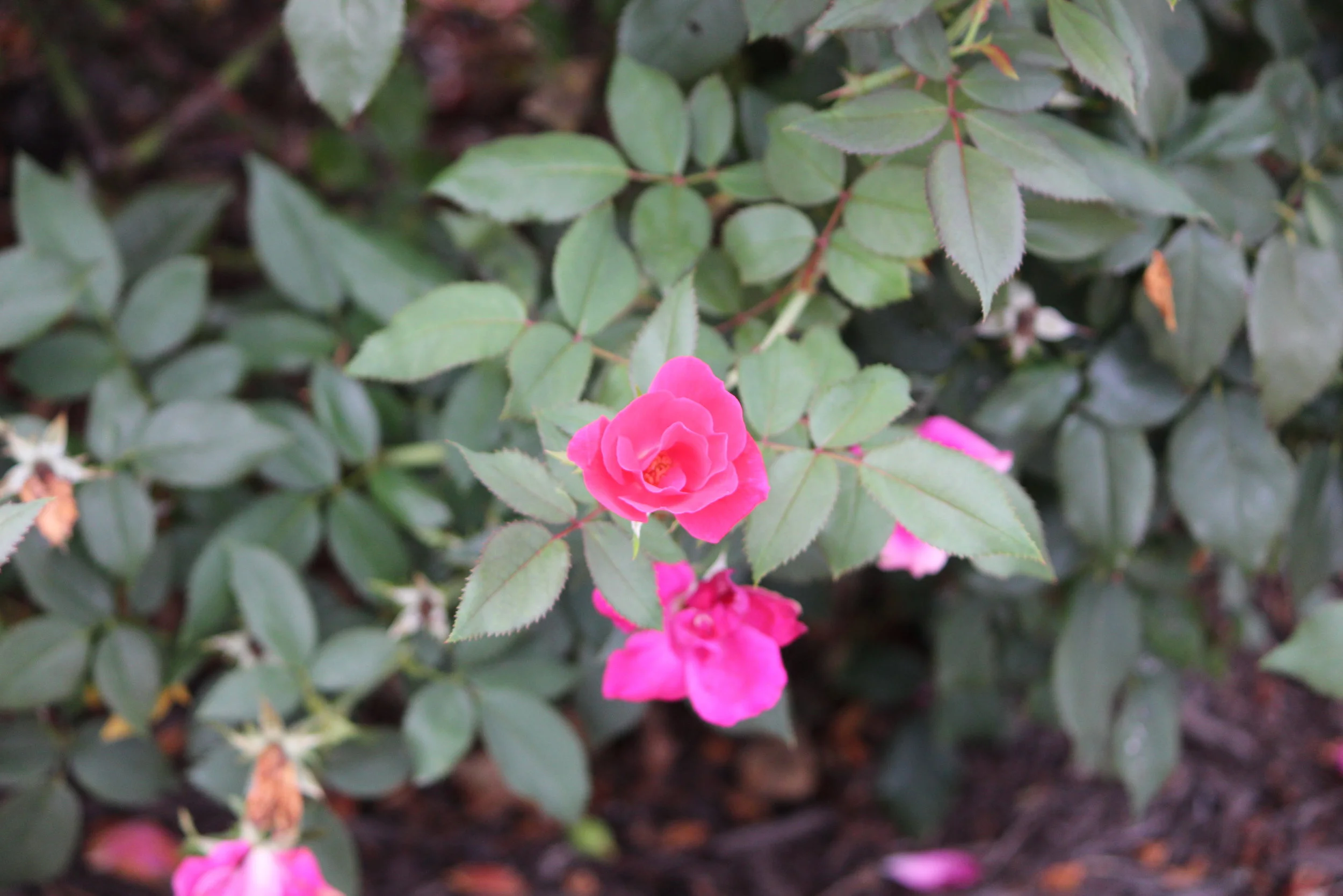 MD DC Utilities Conference 2016 003.JPG