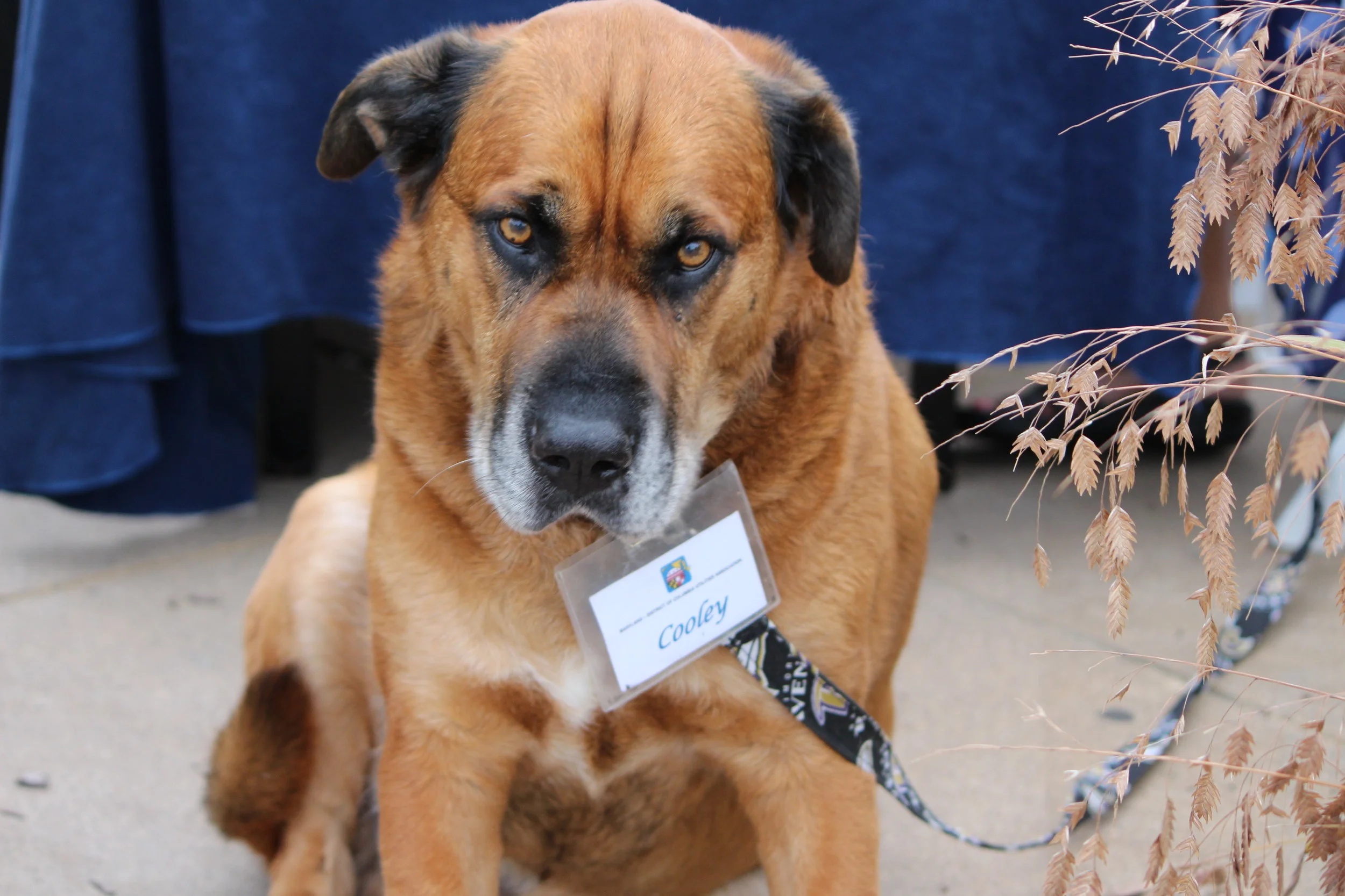 MD DC Utilities Conference 2016 016.JPG