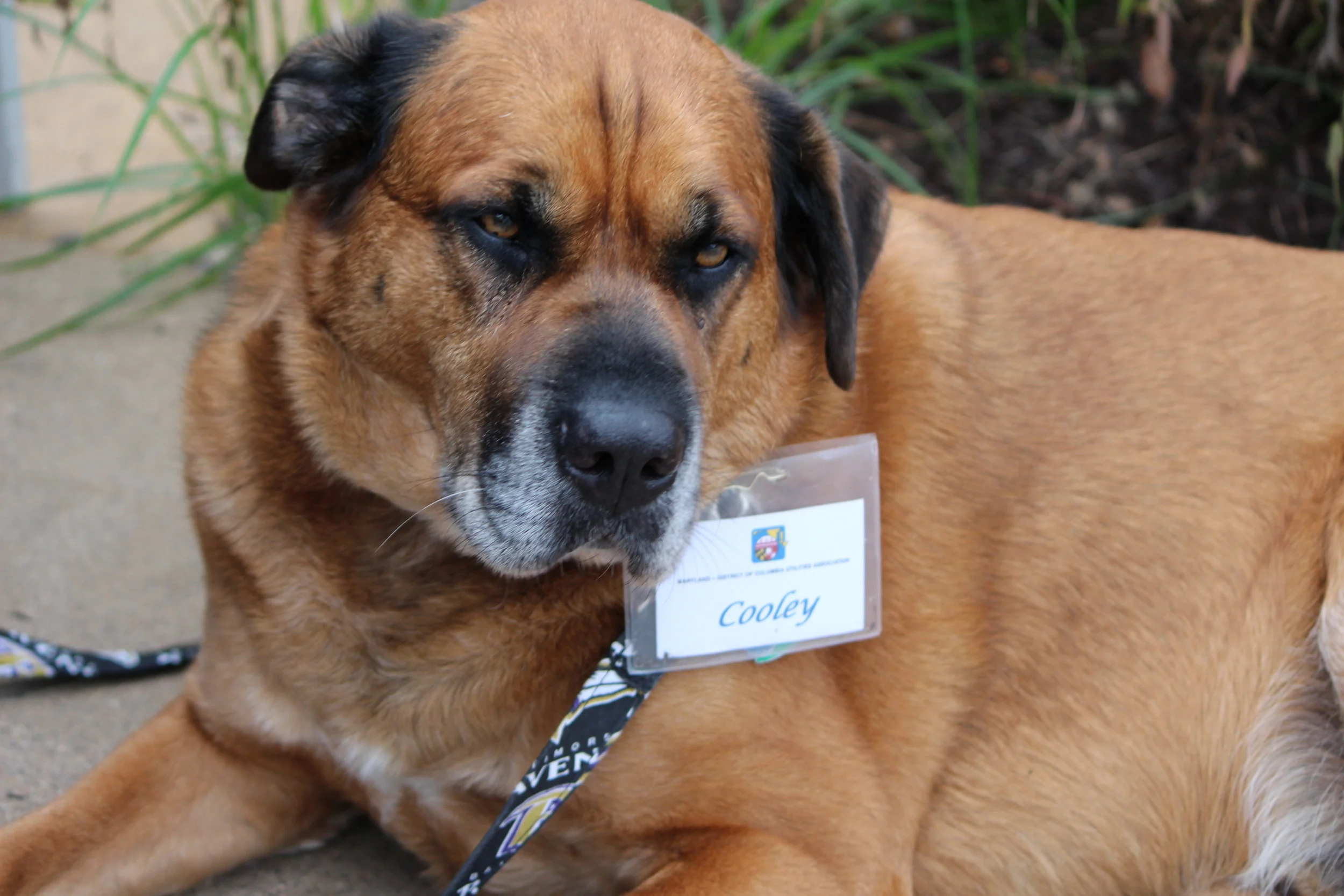 MD DC Utilities Conference 2016 017.JPG