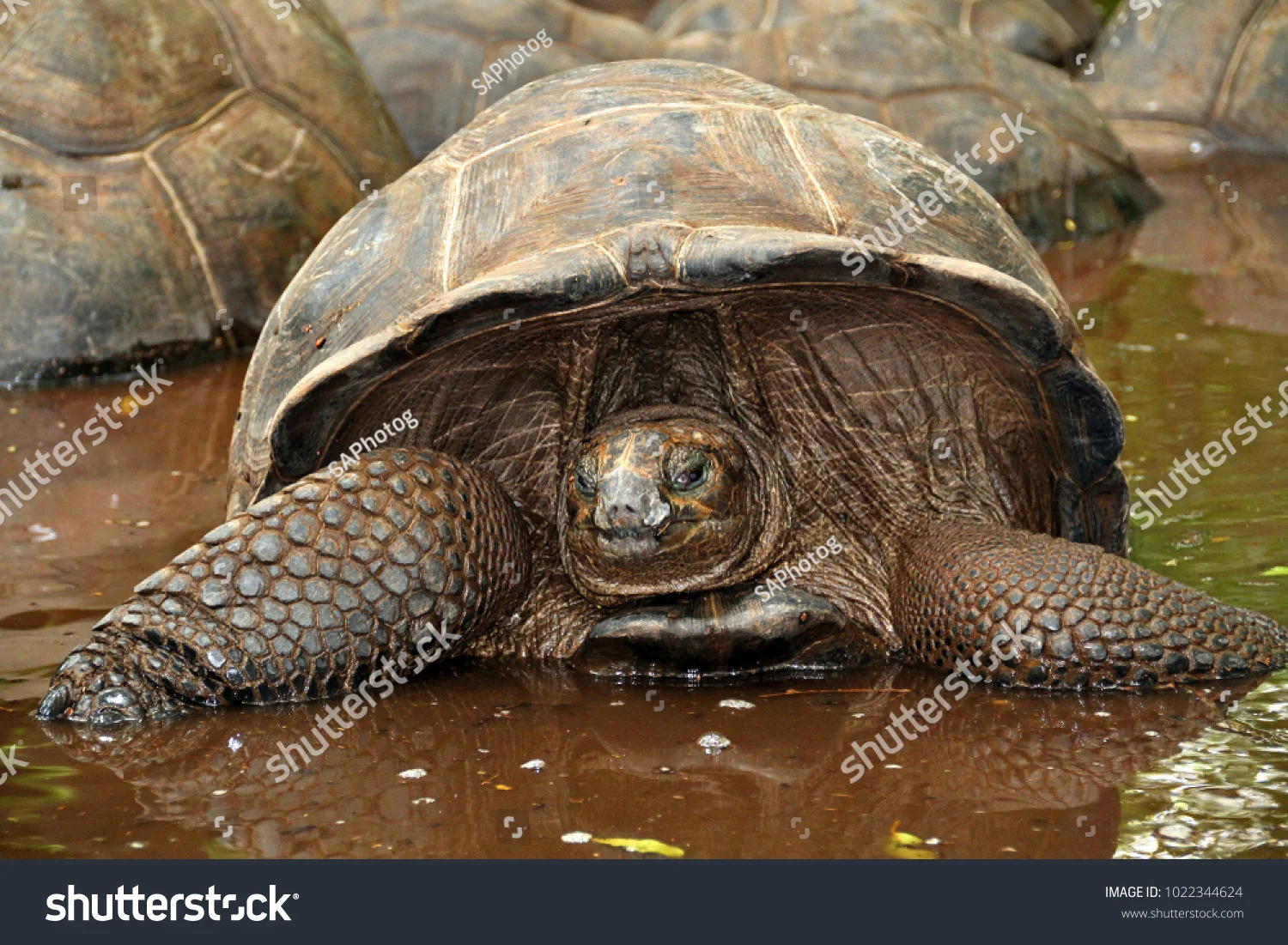 stock-photo-an-aldabra-giant-tortoise-looks-out-from-its-shell-on-prison-island-off-zanzibar-tanzania-1022344624.jpg