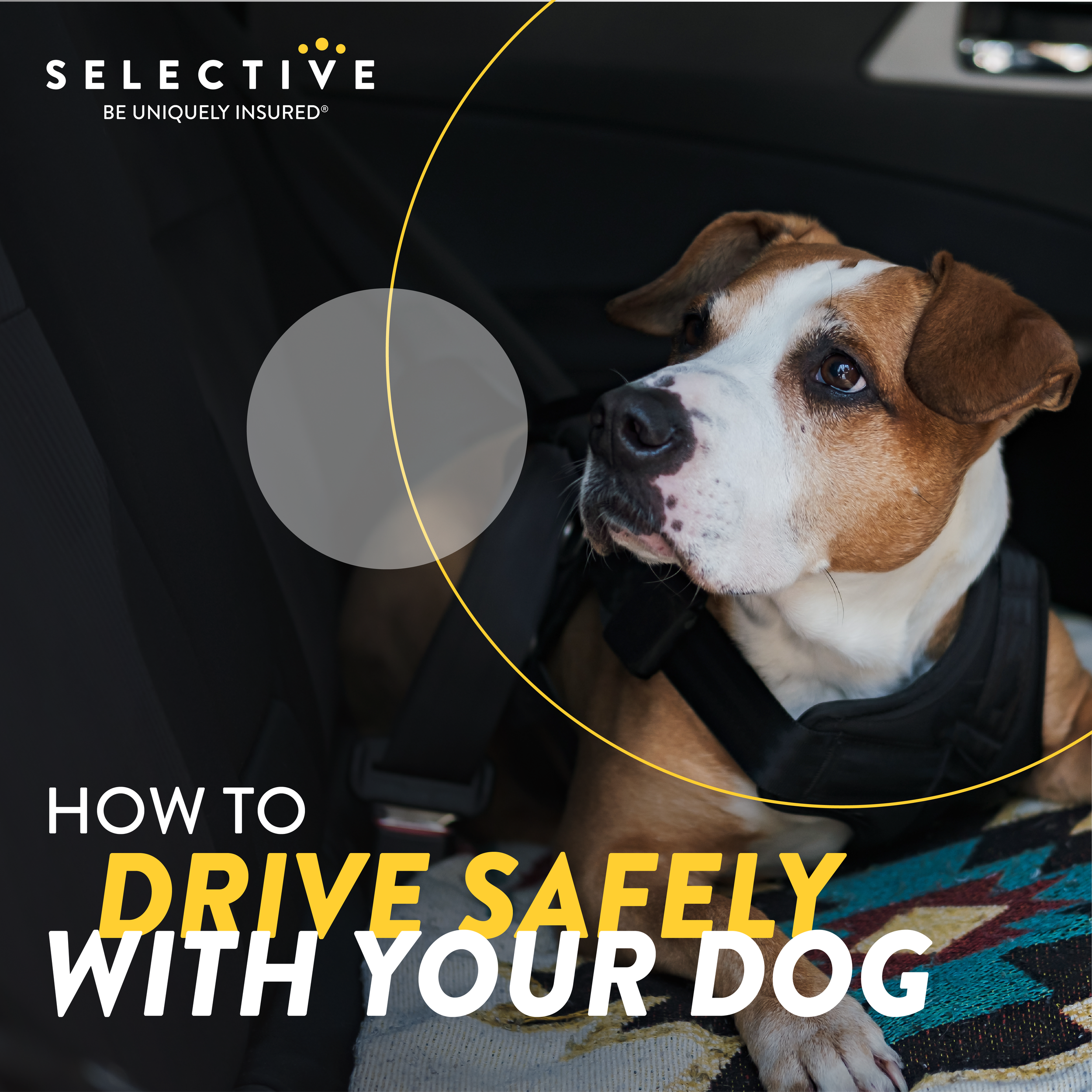 0214-Driving, Pet Safety_1.png