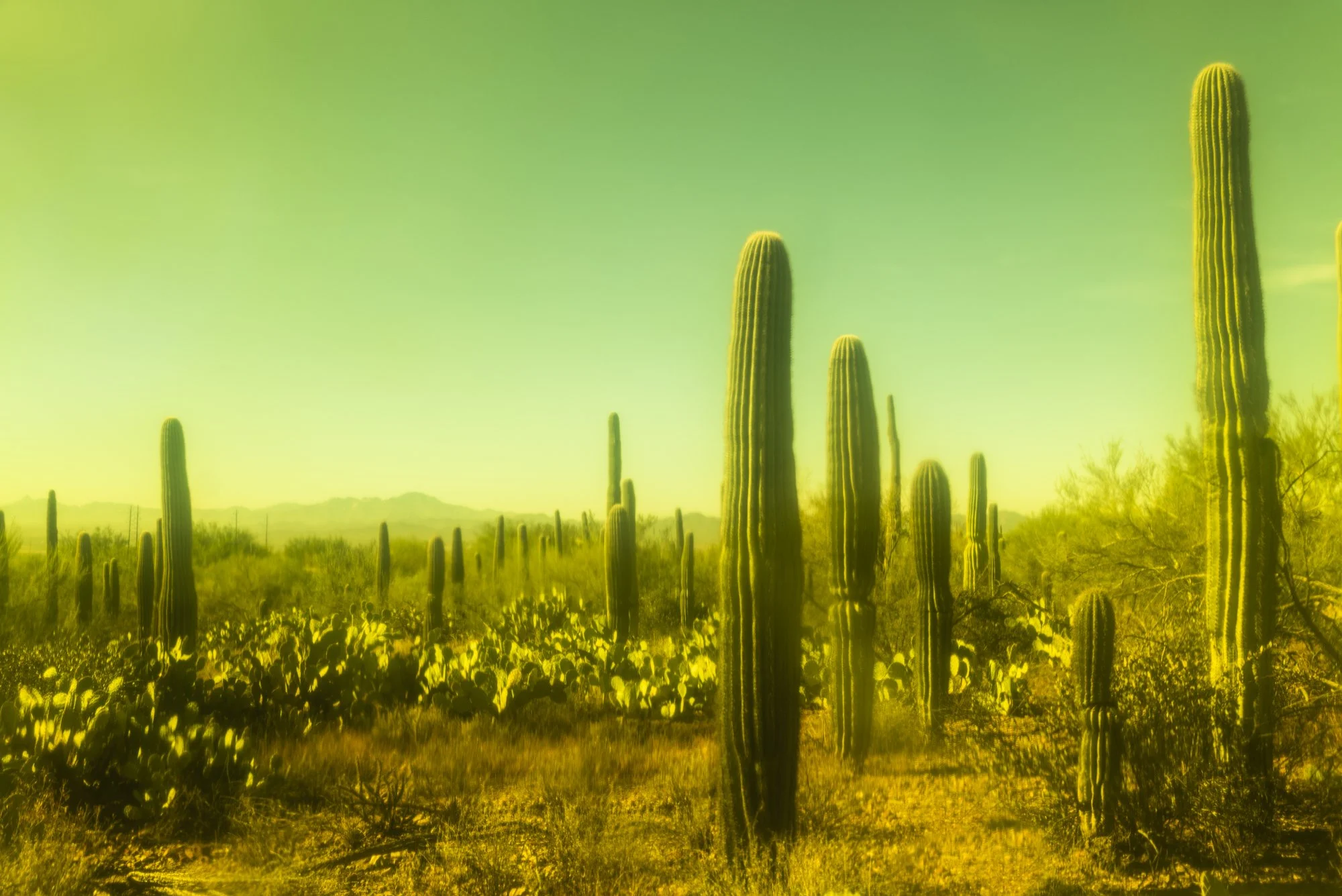 Stranger in a Strange Land.jpg