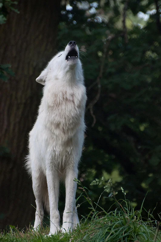 wolf.jpg