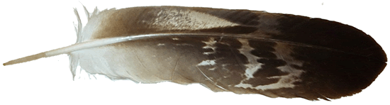 GoldenEagleFeather.gif