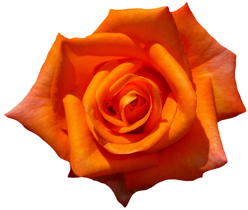orangerose.png