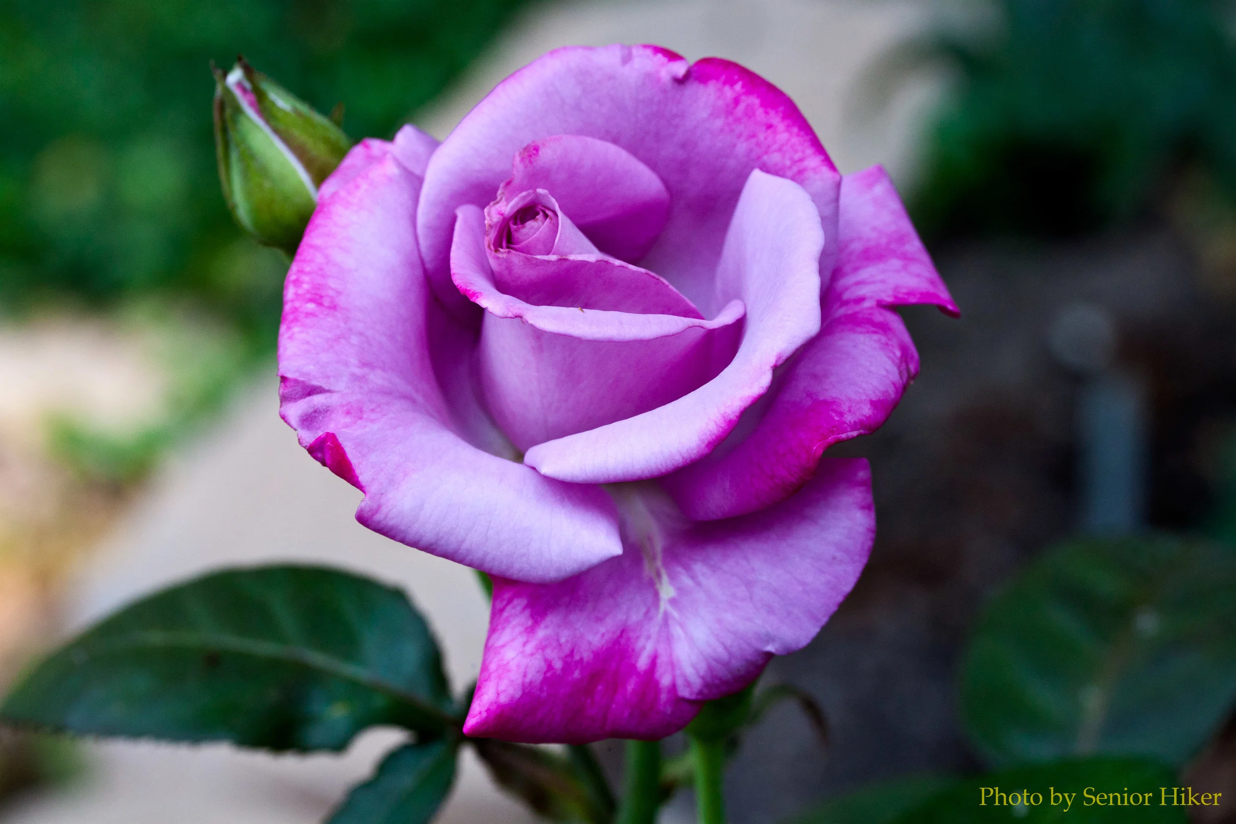 Feeling like a Priestess in this Modern World...