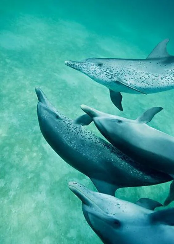 dolphins2.jpeg