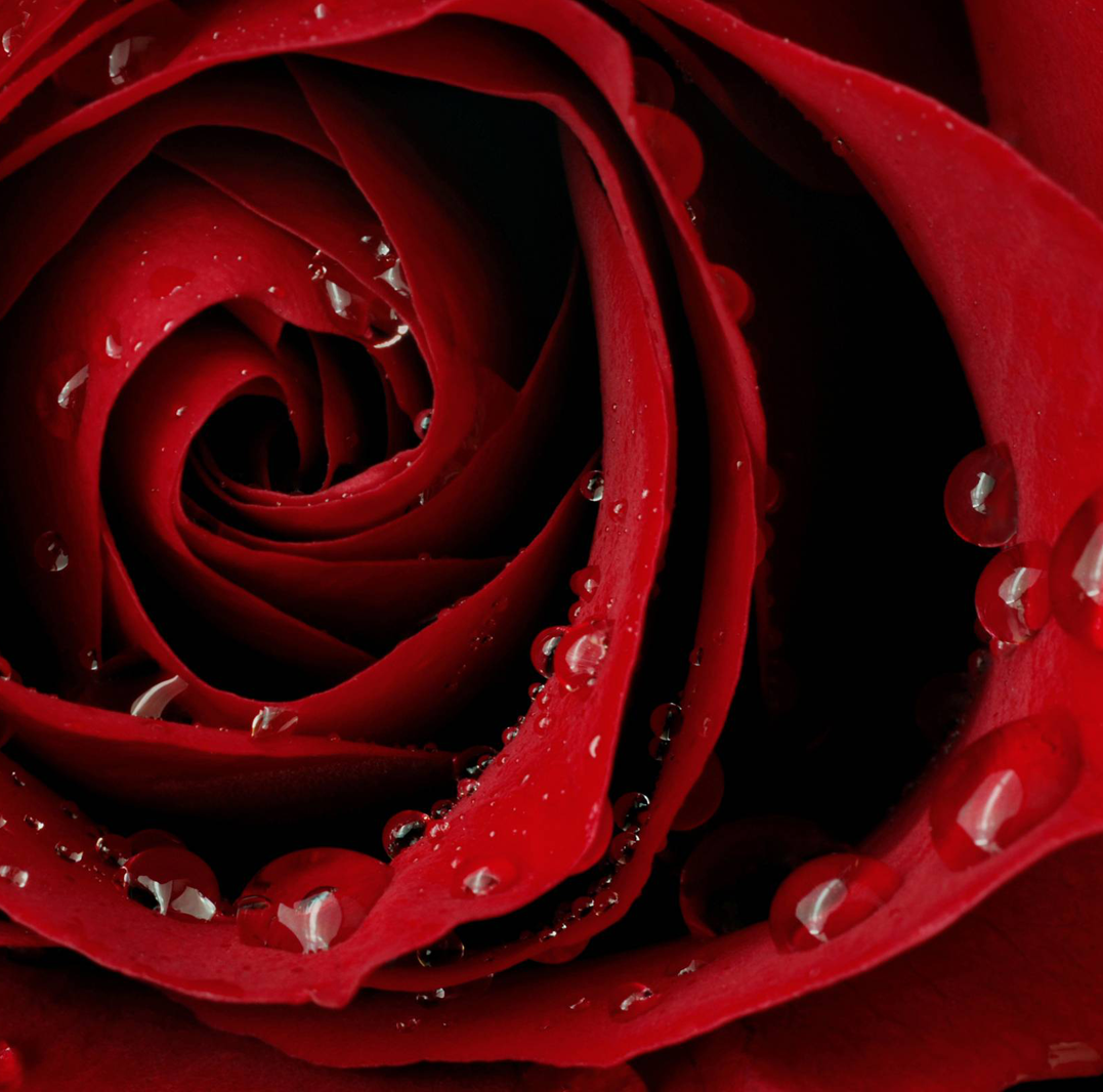 Sredrose.png