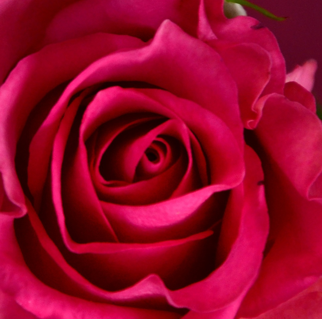 Spinkrose.png