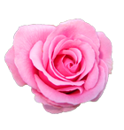 pinkrosebullet.png