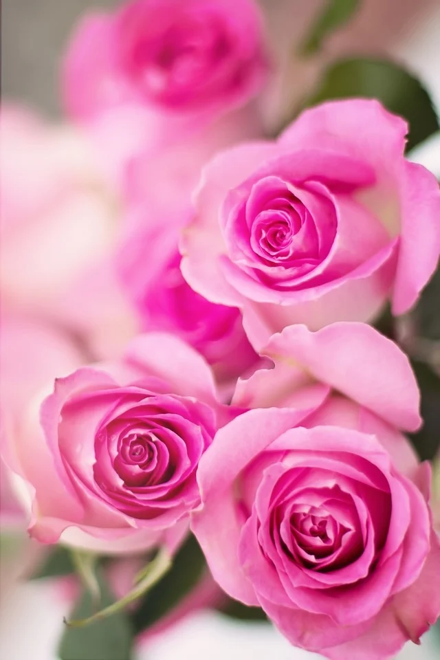 pink-roses-2191631_960_720.jpg