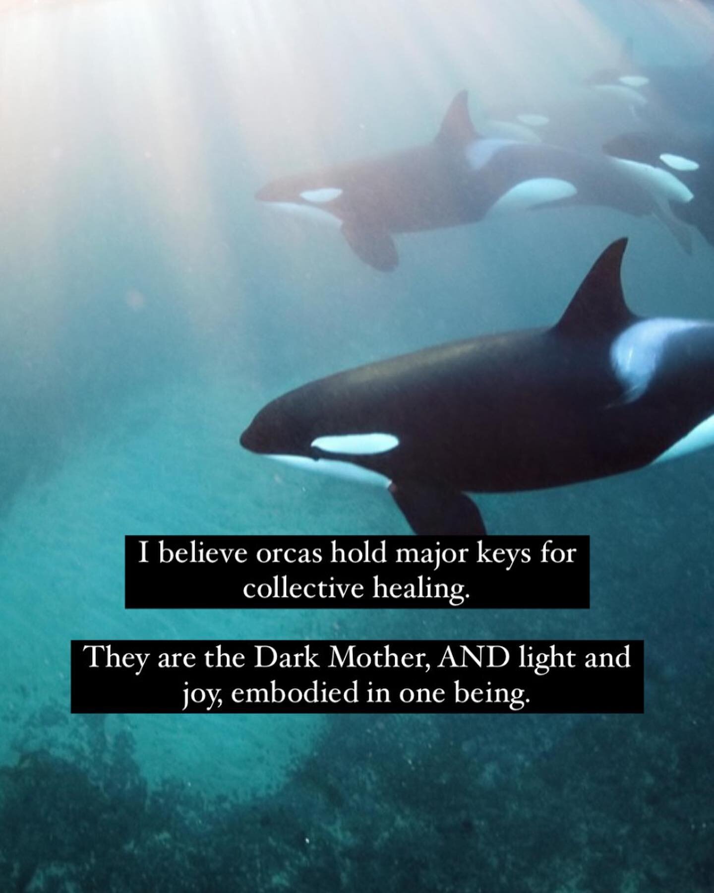 Orcas hold dark mother frequency, AND joy and light. They are teachers of how to honour the death and rebirth cycle. 

🐬🌑🐬