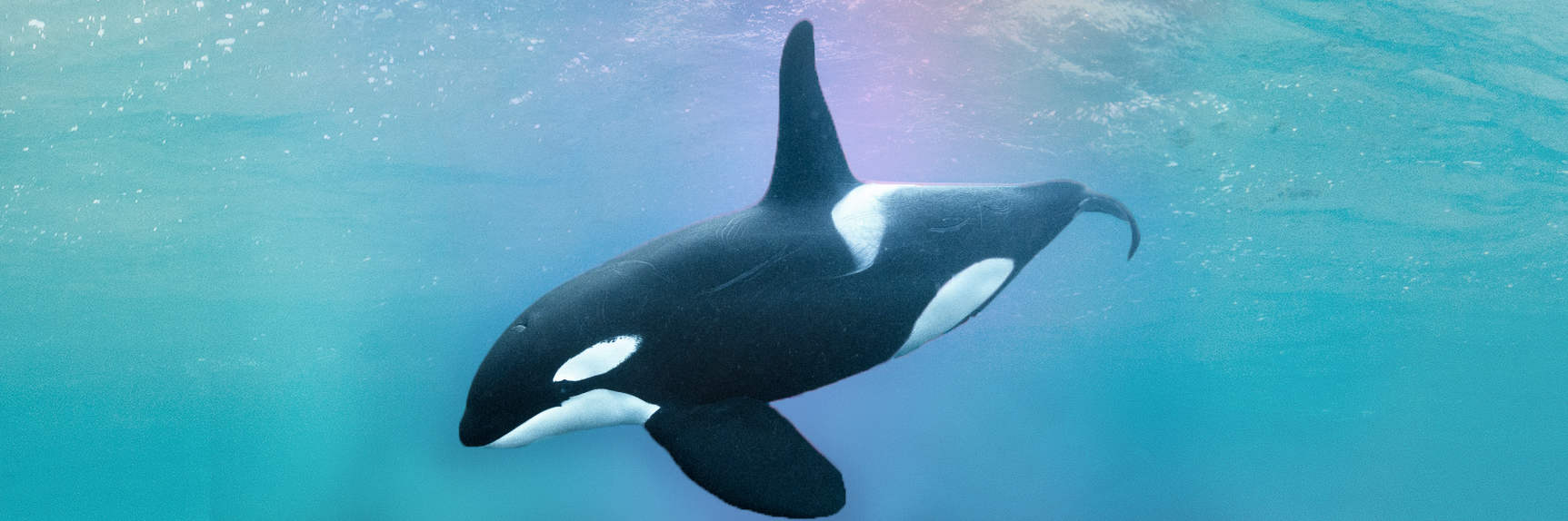 orca love.png
