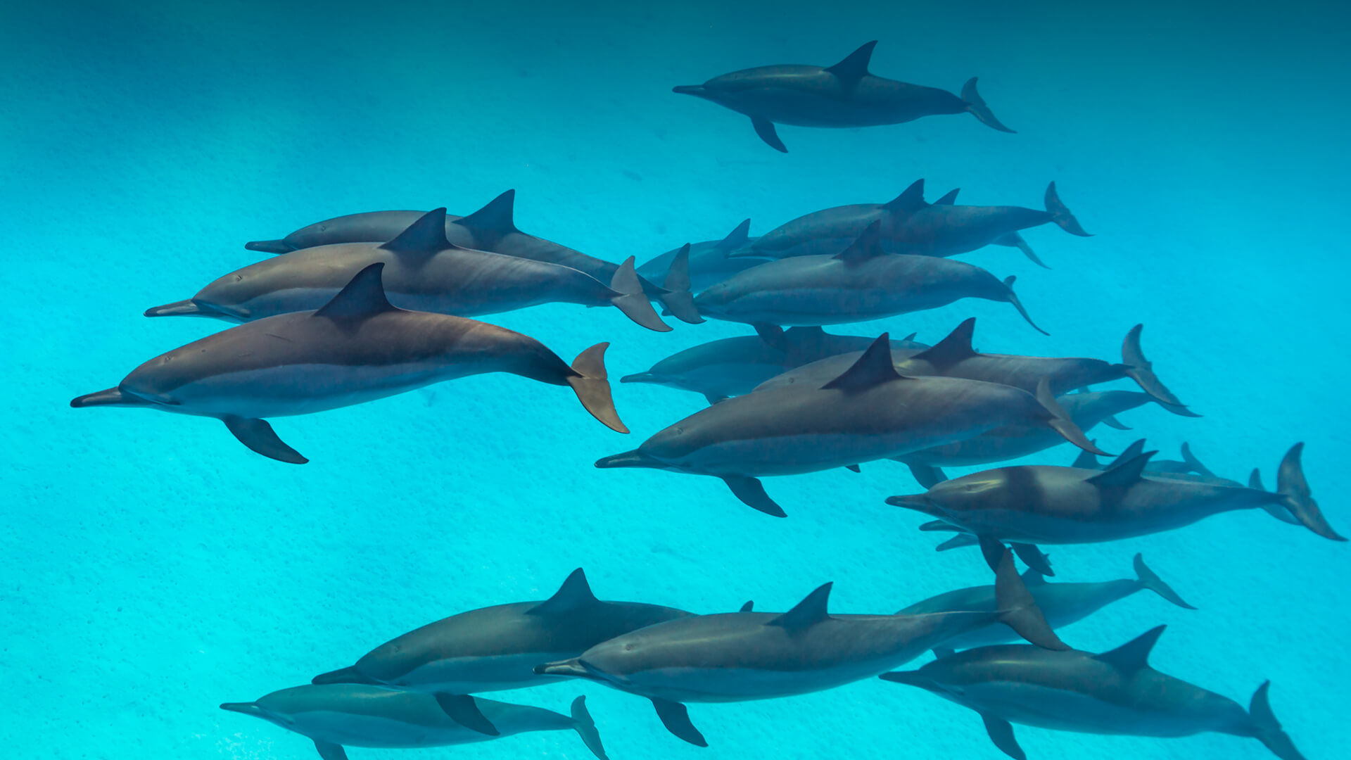 animals_hero_dolphins.png