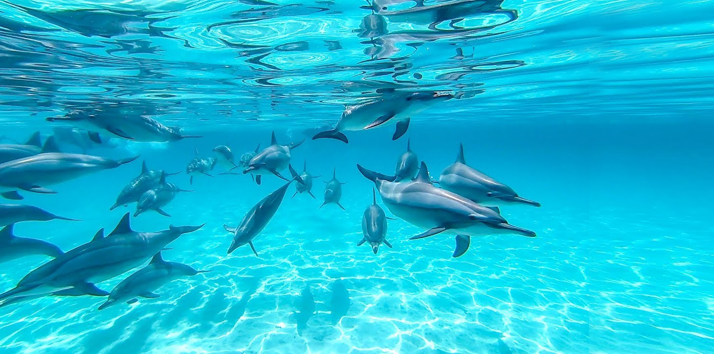 Swim with Wild Dolphins in April 2026 — The Dolphin Rose Temple