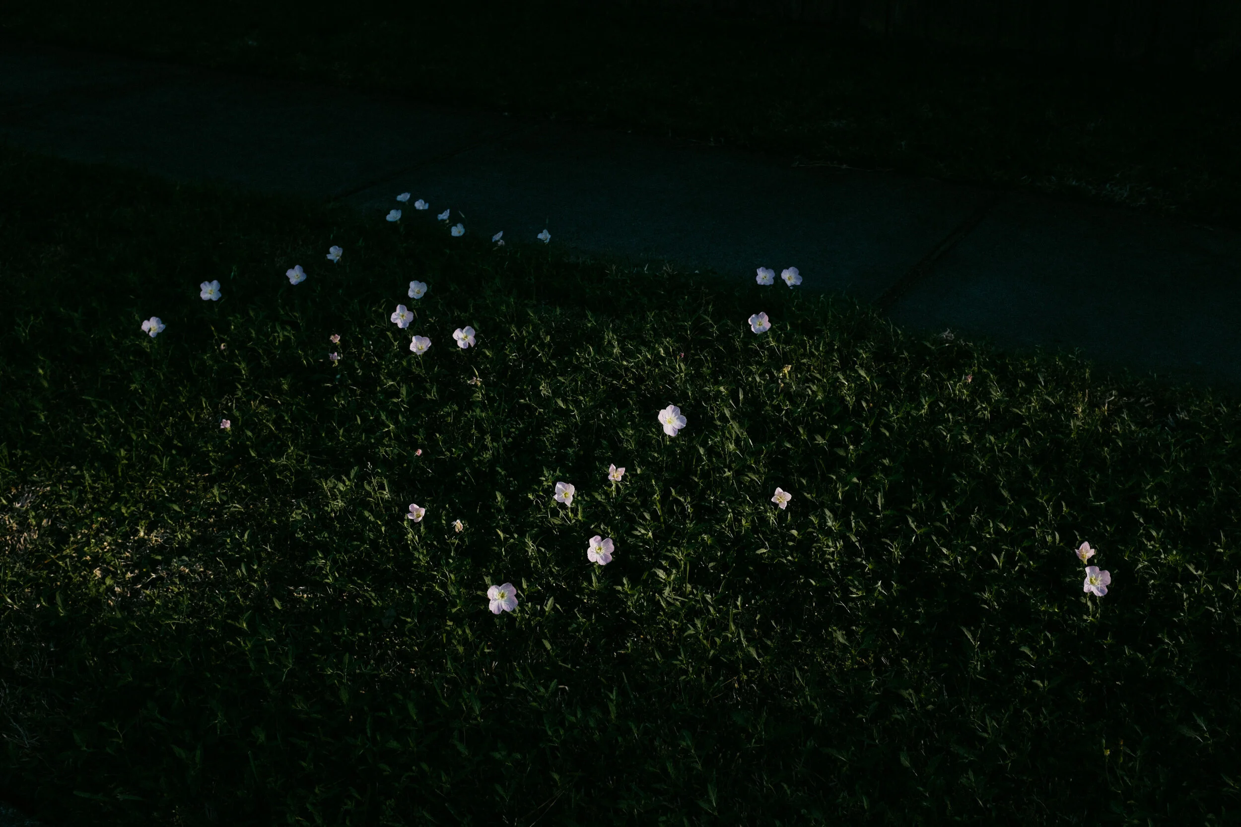 flower-bed-2020.jpg