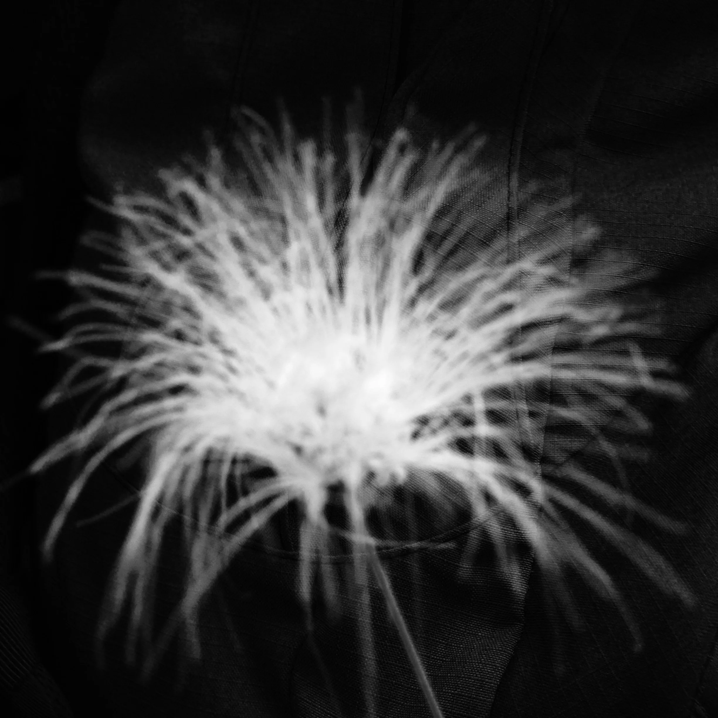 IMG_4869.JPG