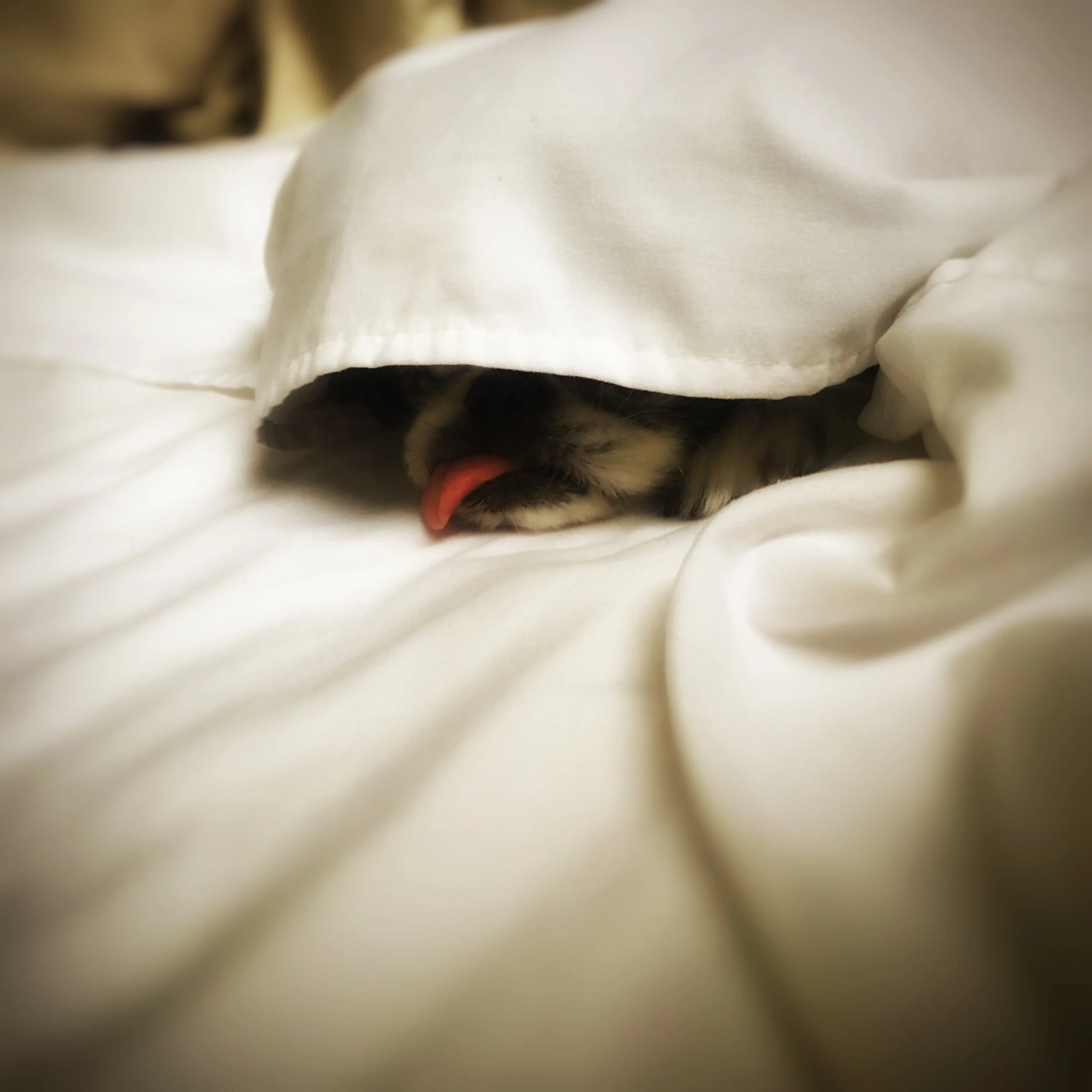 sleeping koji