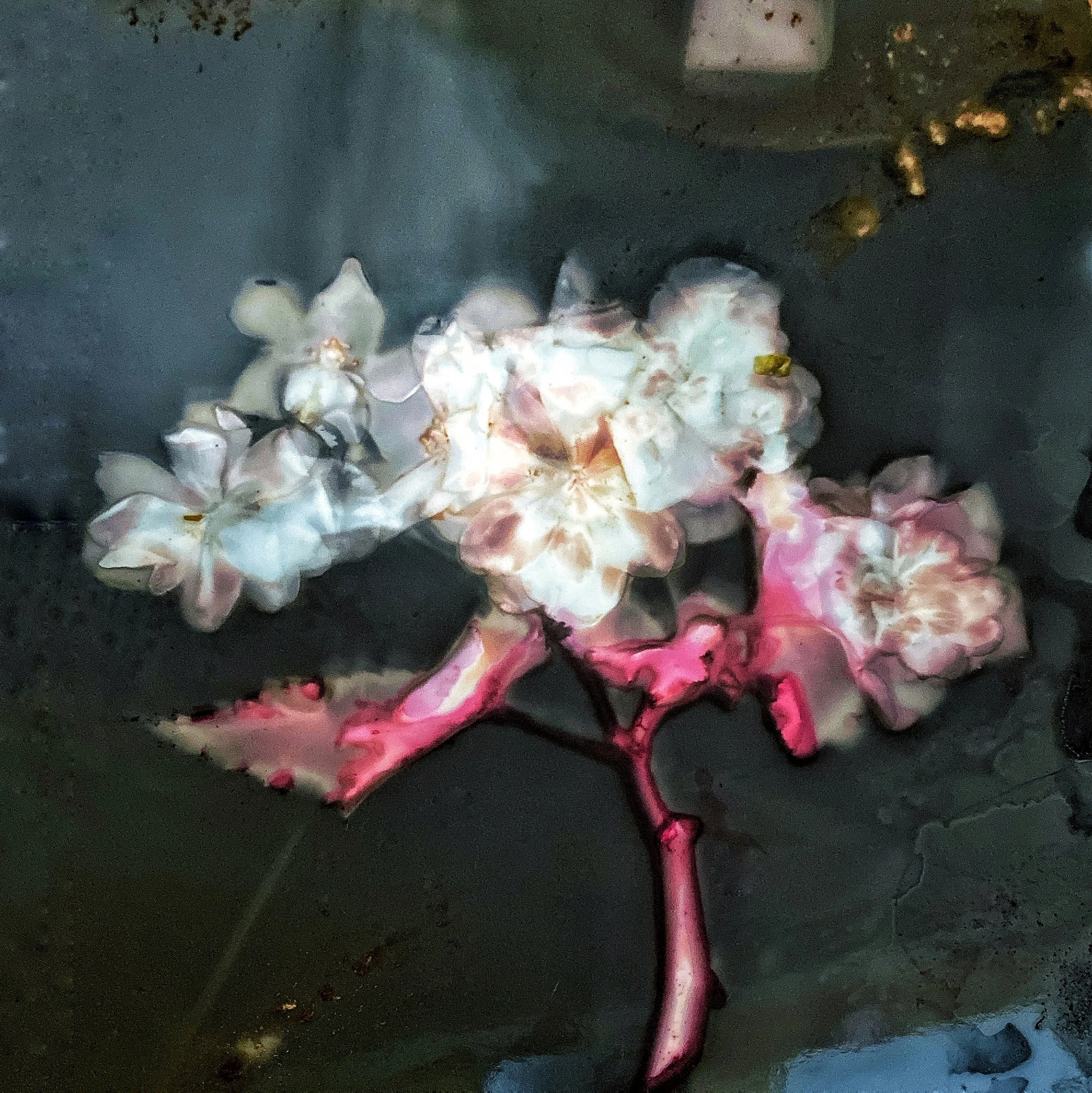 blossoming love