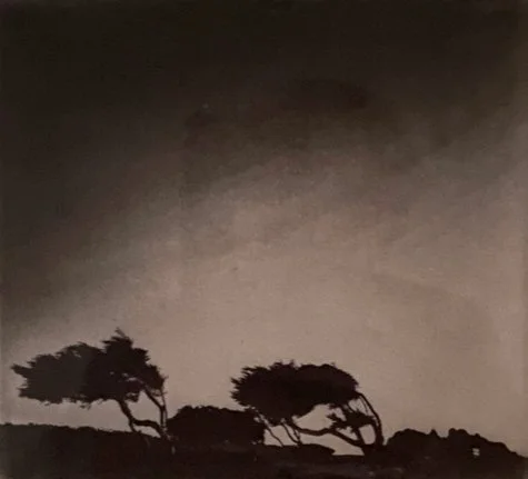 monterrey trees