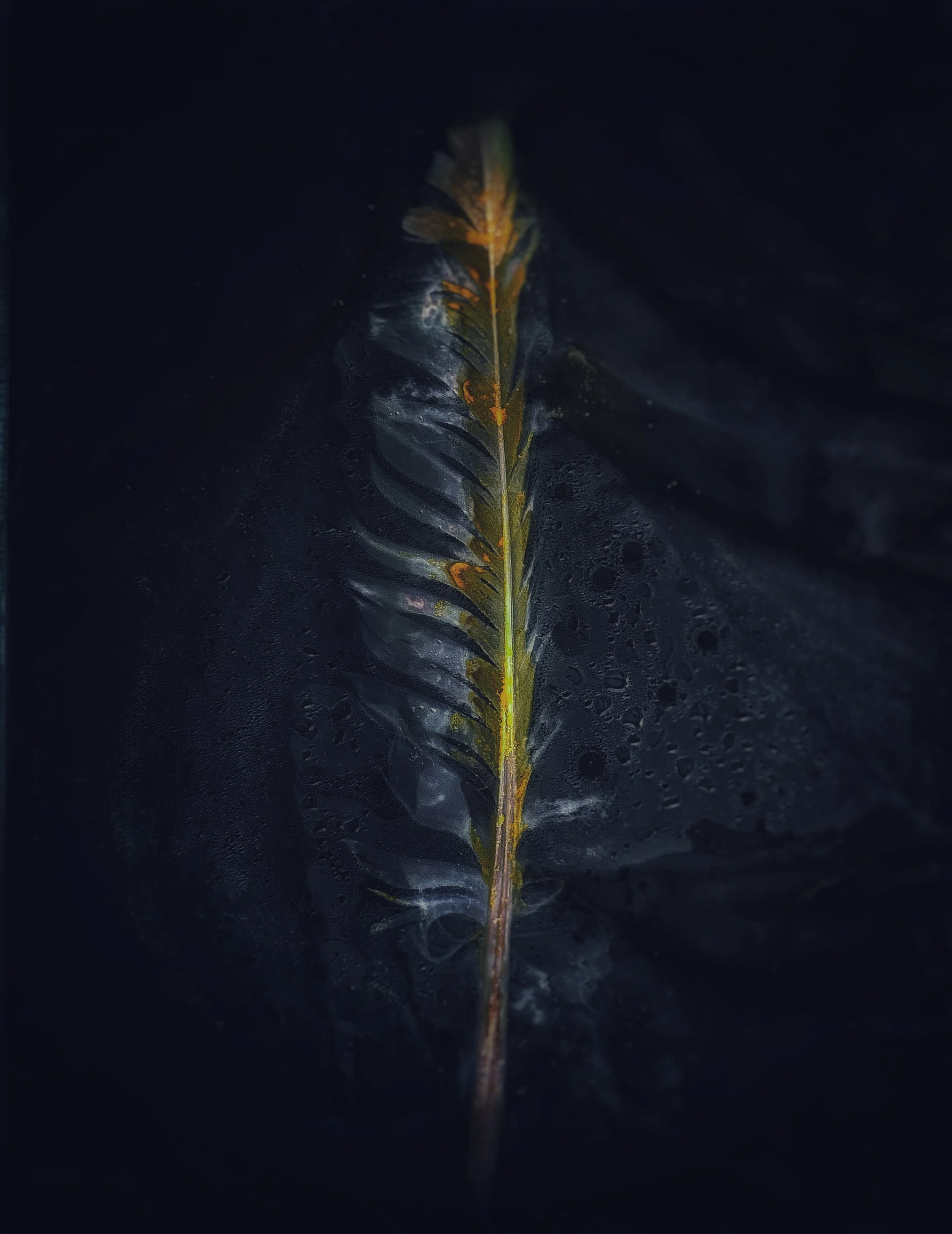 feather lumen by julie moore.jpg