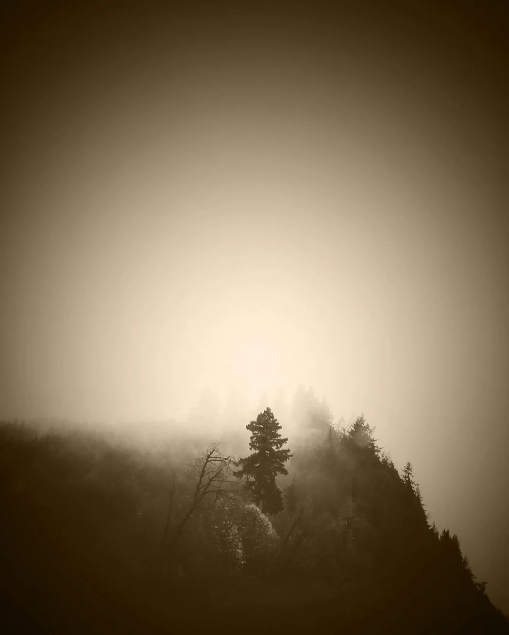 standing tall in the fog