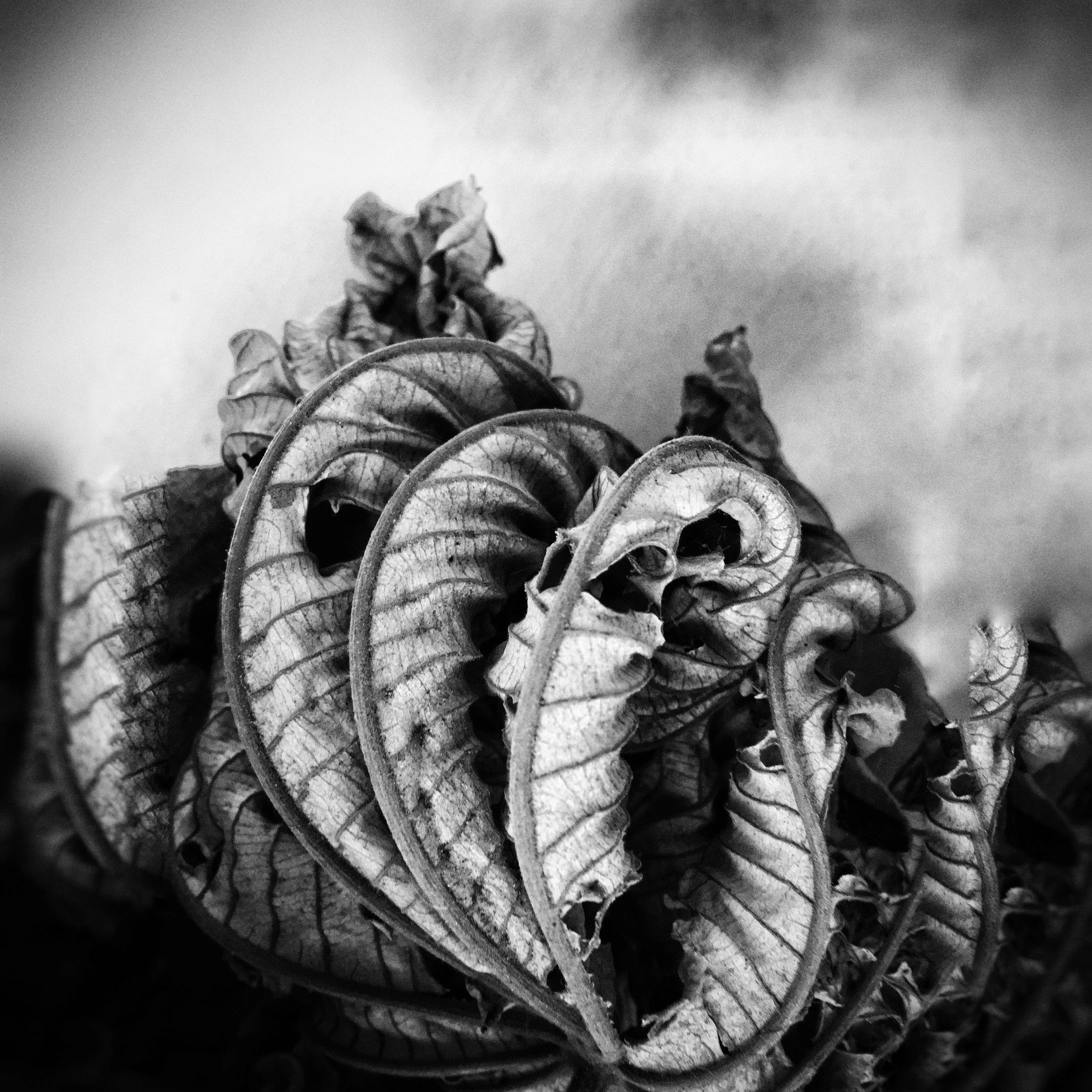lone leaf by julie moore.jpg