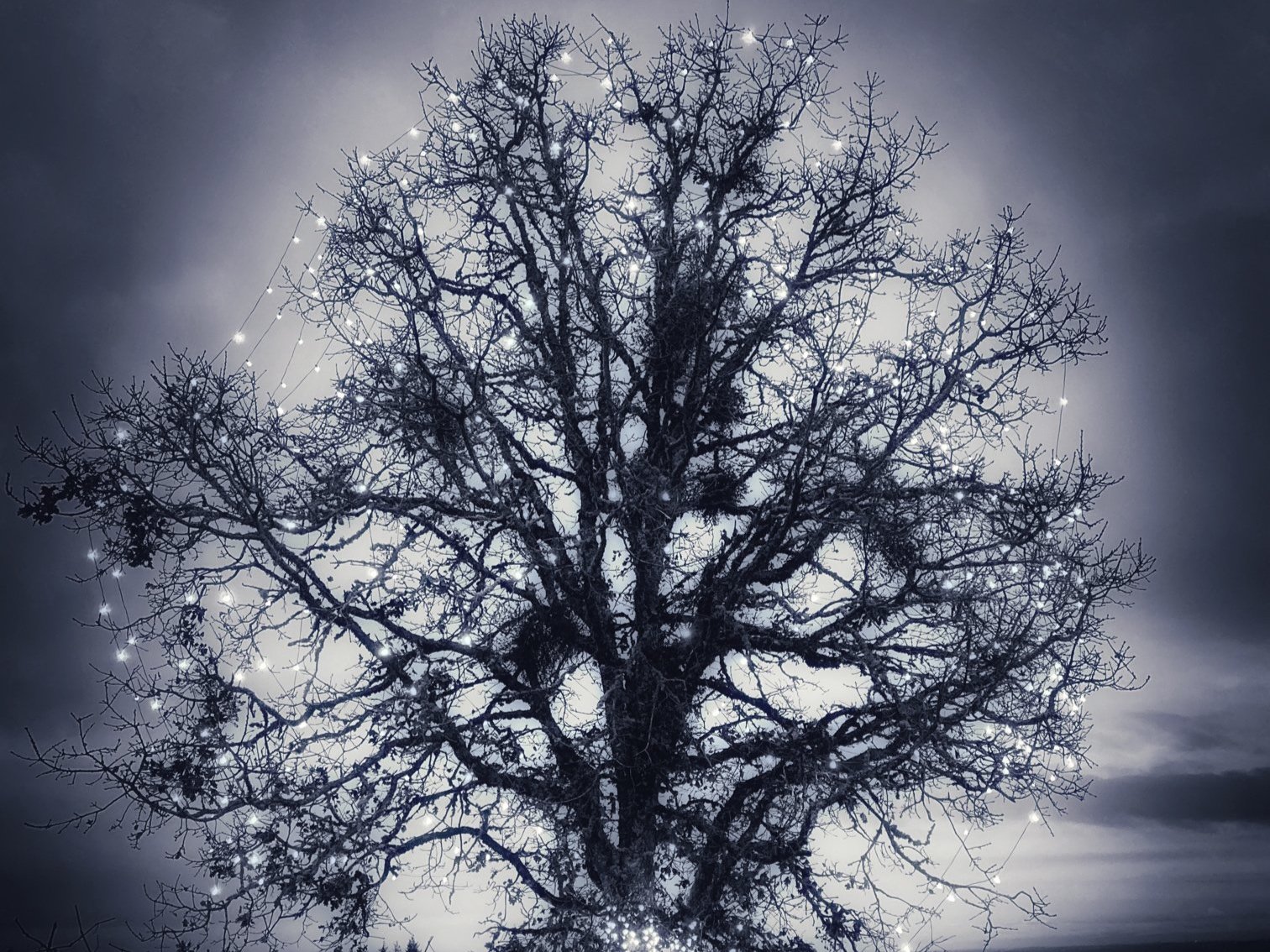 durant+tree+by+julie+moore.jpg
