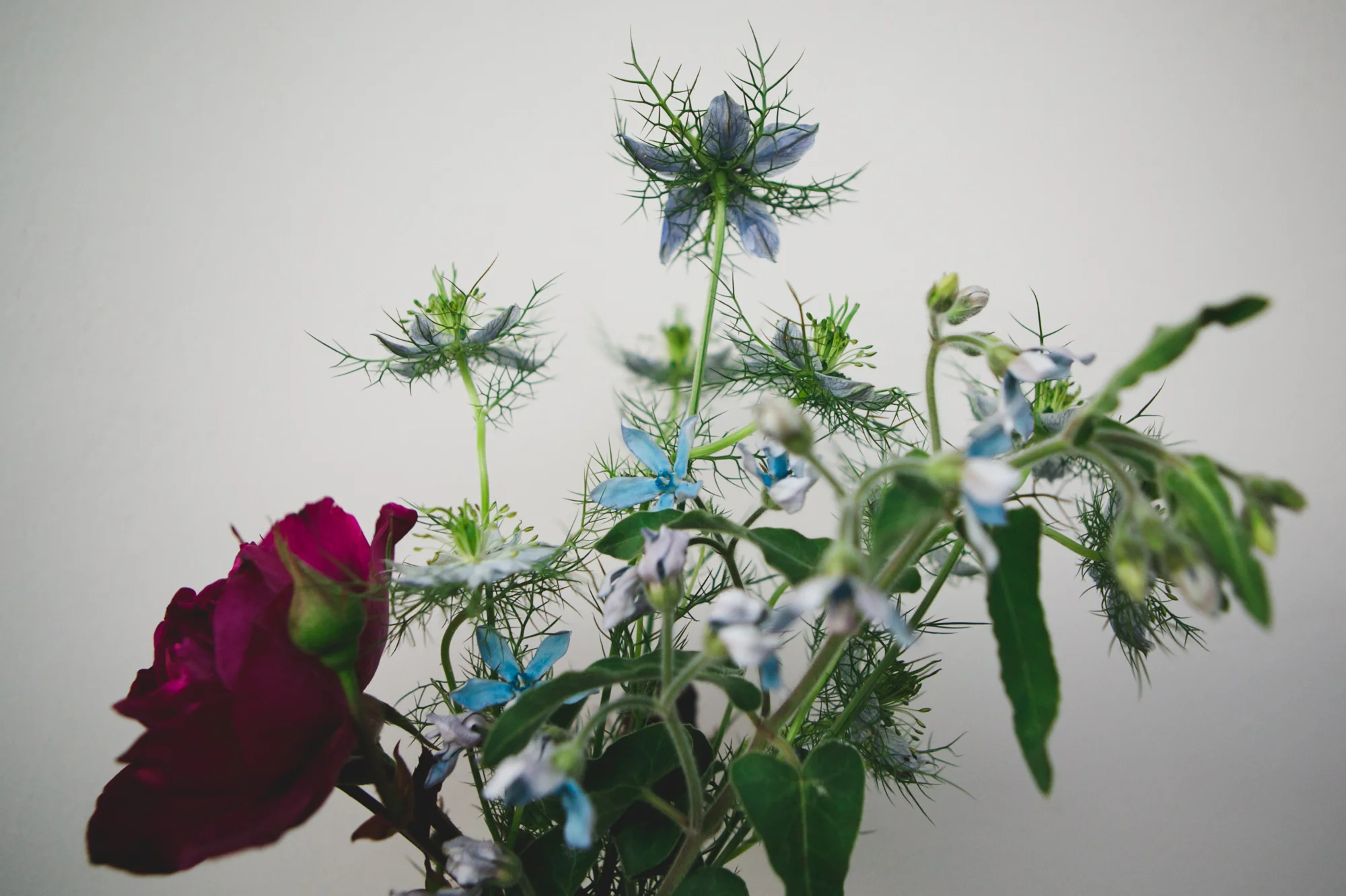FLORALED4_MFVII-1.jpg